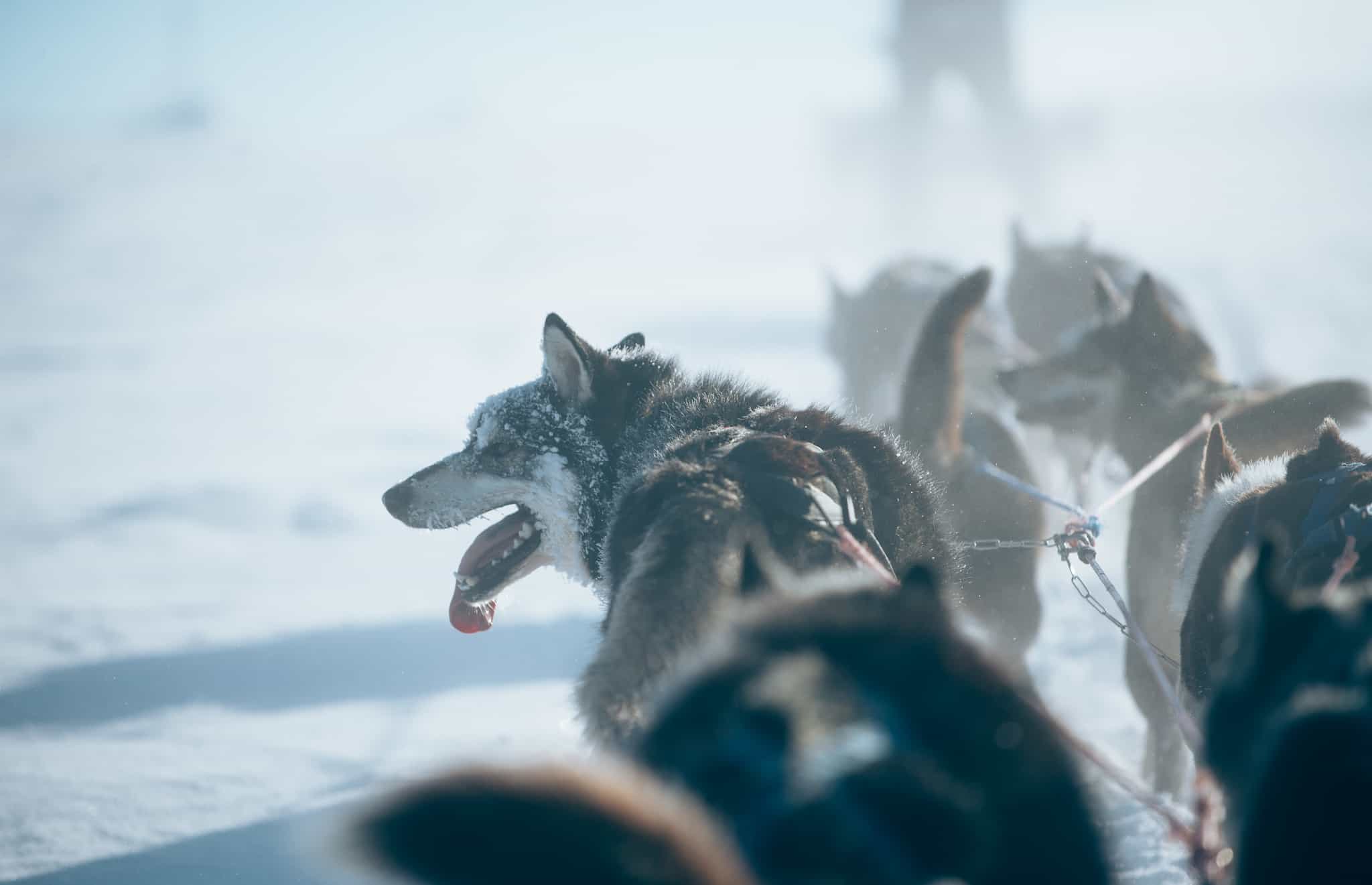 Sledding huskies in the snow, Norway.