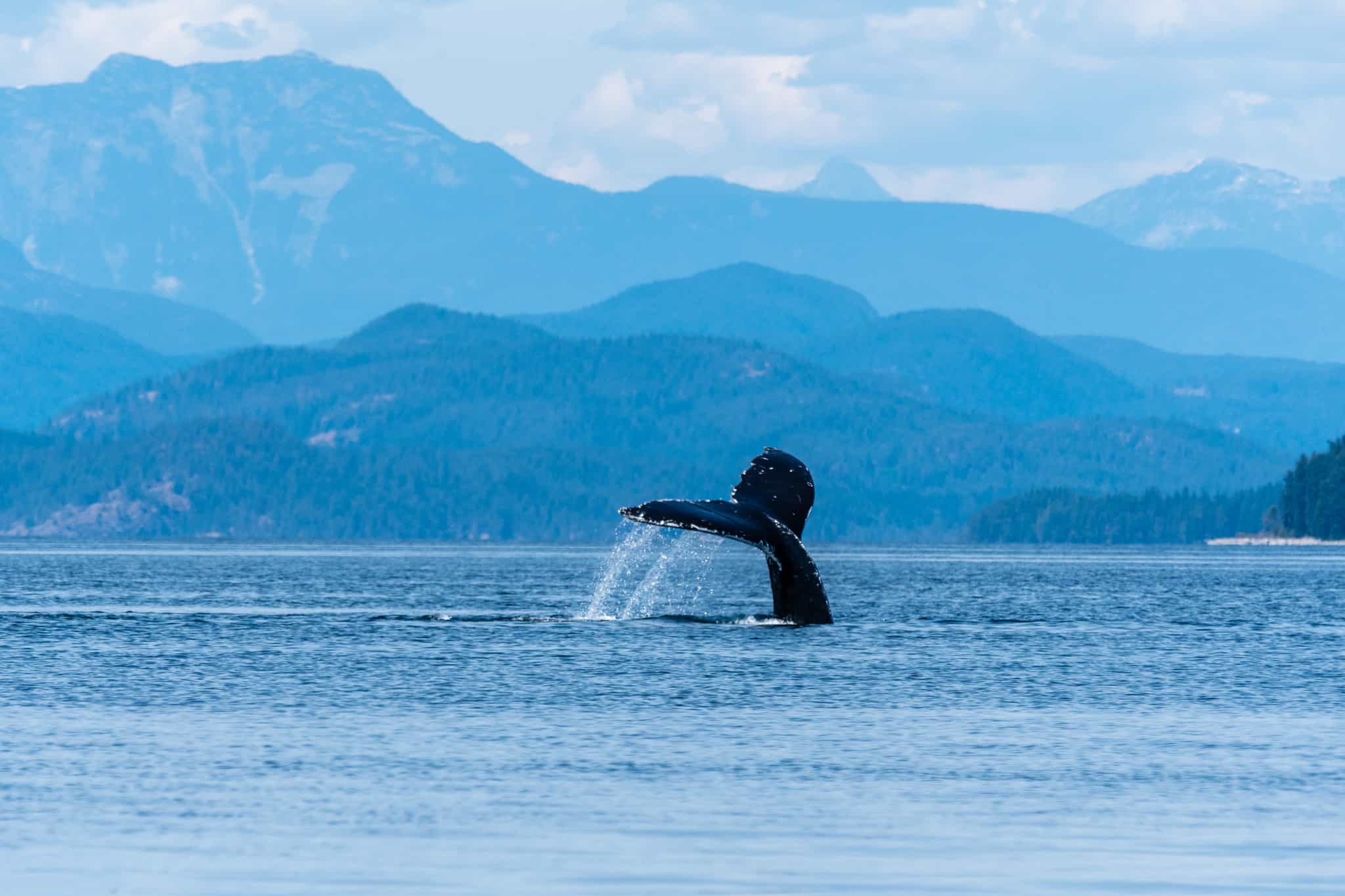 Humpback Whale, Vancouver Island, Canada.