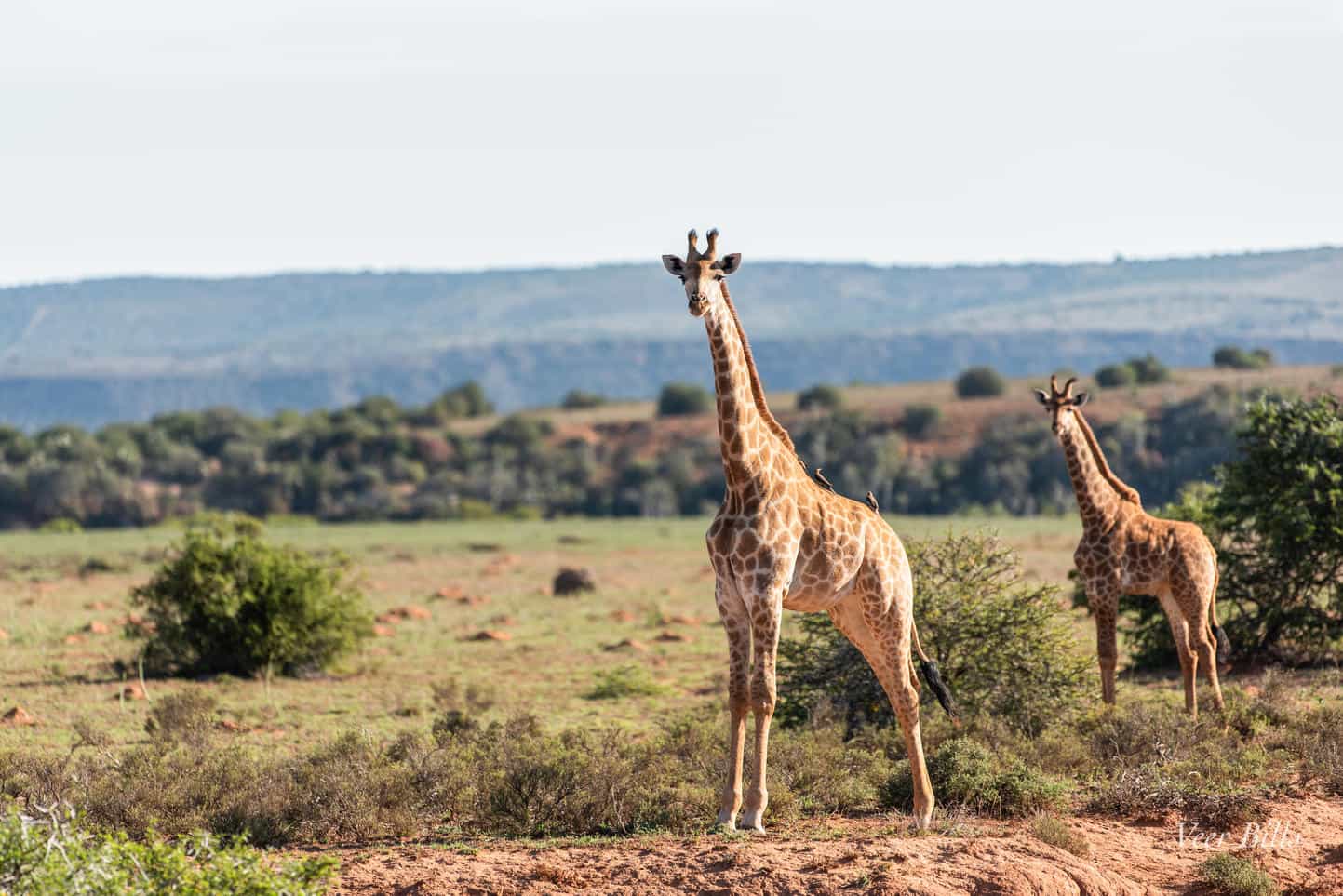 Giraffe at Amakhala Game Reserve.