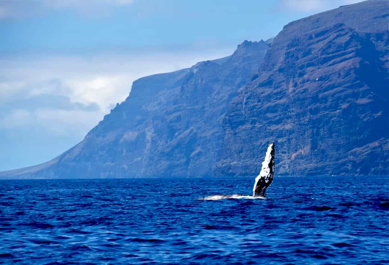Whale in front of the cliffs of Los Gigantes, Tenerife.