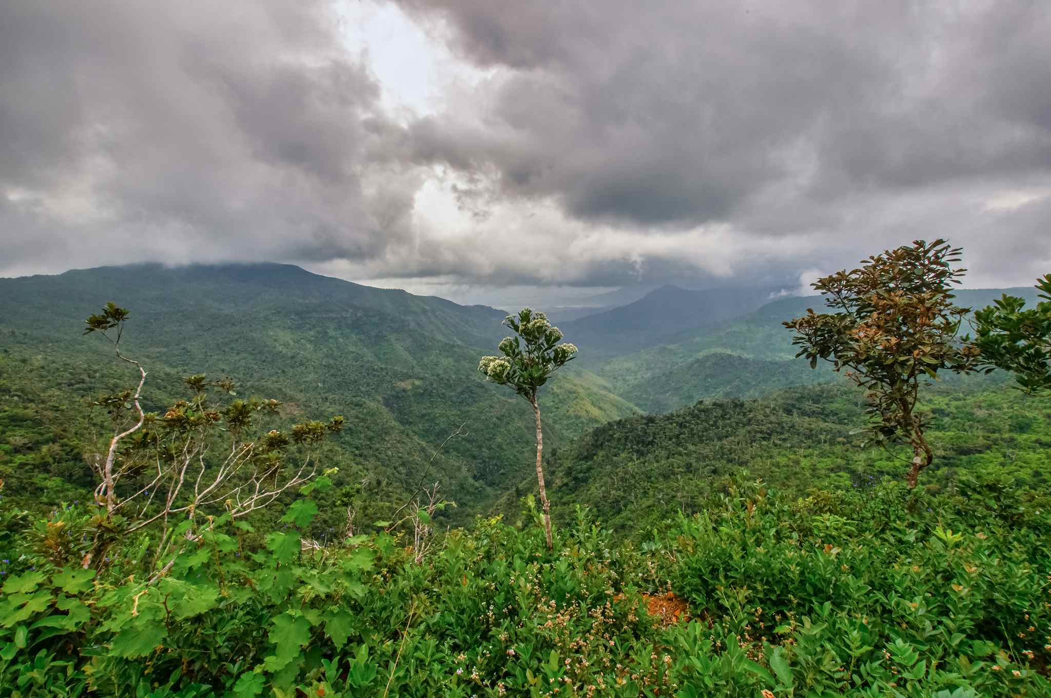 Rainforest view, Black River Gorges National Park, Mauritius. Photo: GettyImages-1210877594