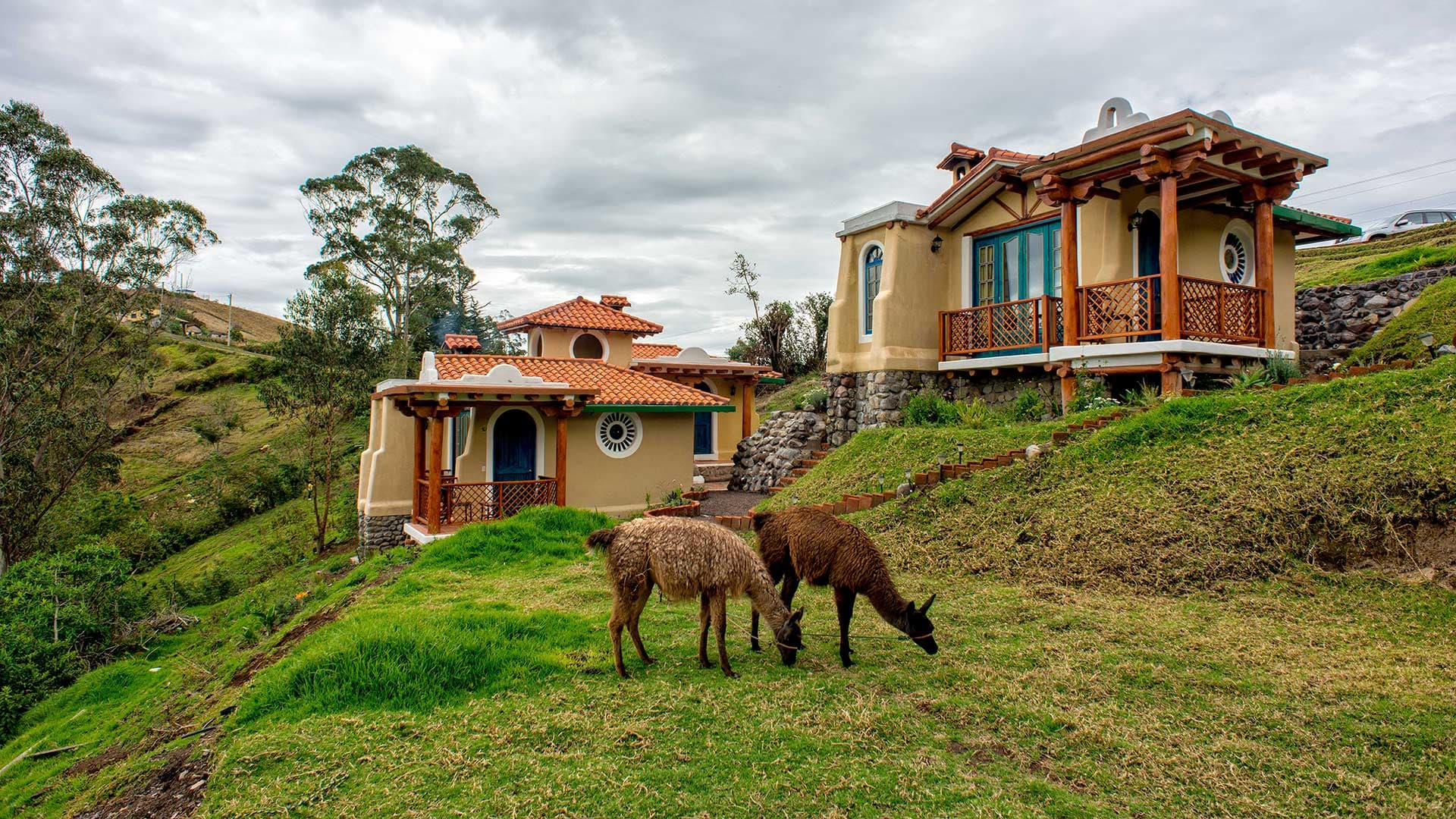 Gallery - Llullu Llama