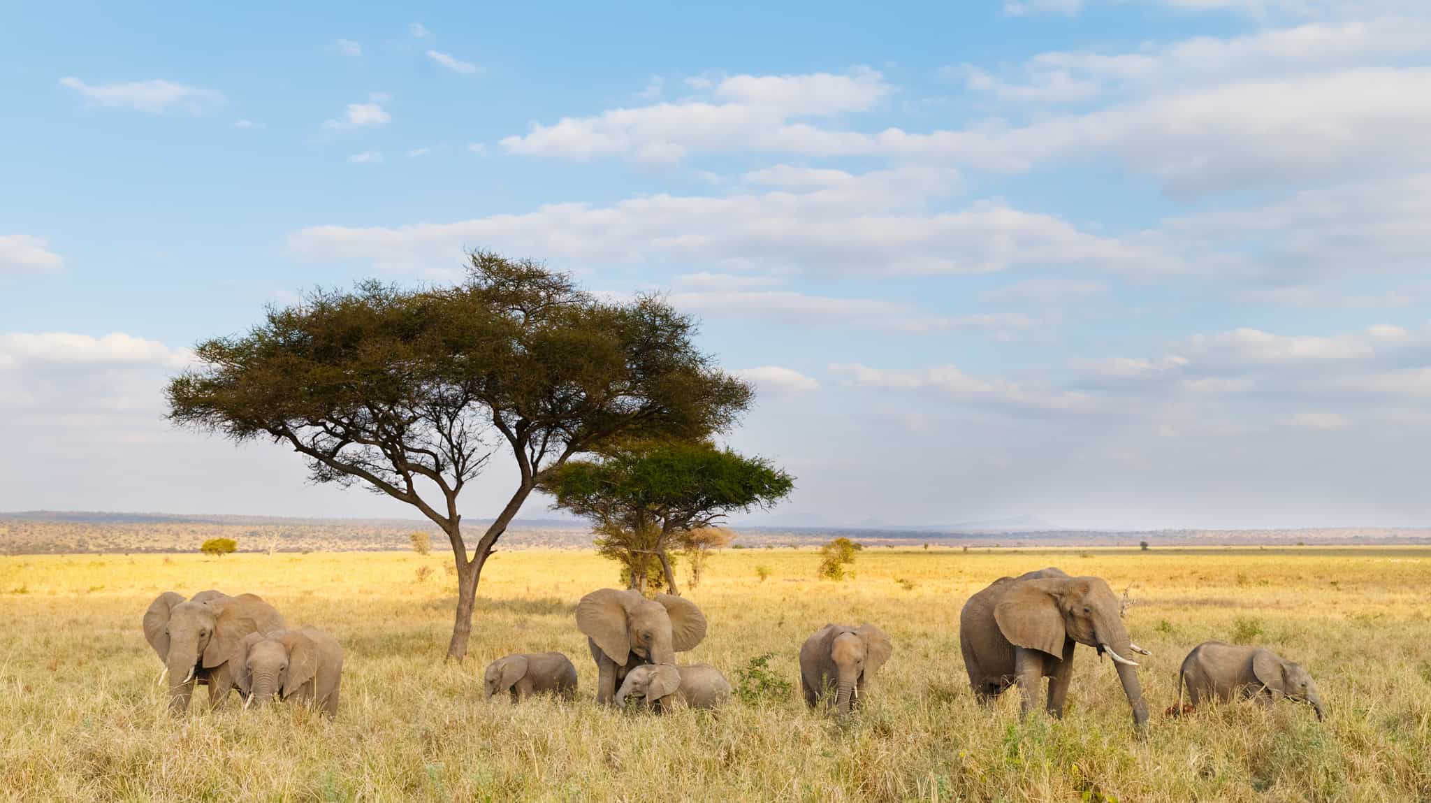 A small herd of adult and baby elephants on the plains, under an acacia tree, Tanzania