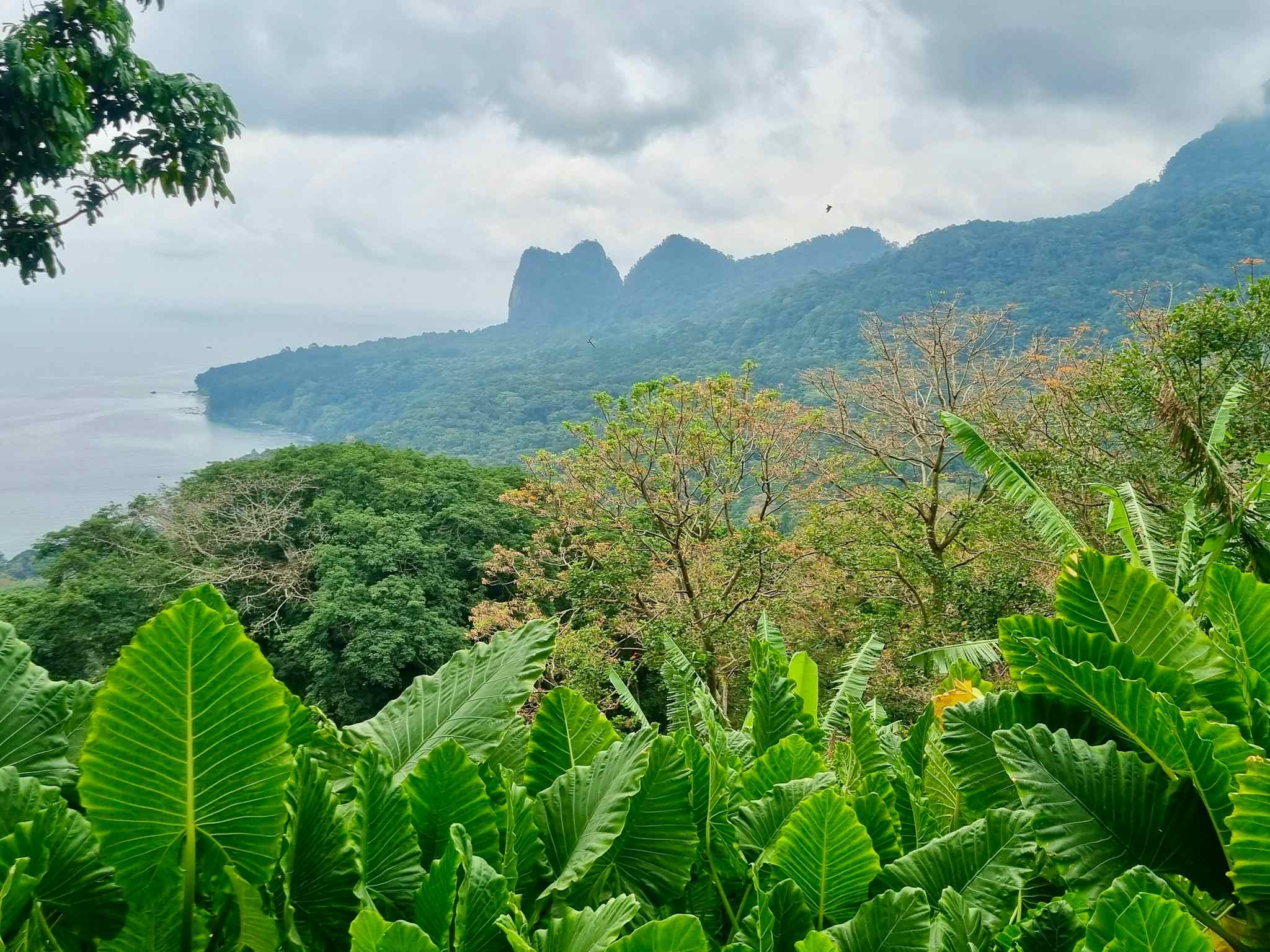 View of Principe wilderness, Principe island, Sao Tome Photo: Marta Marinelli, staff
