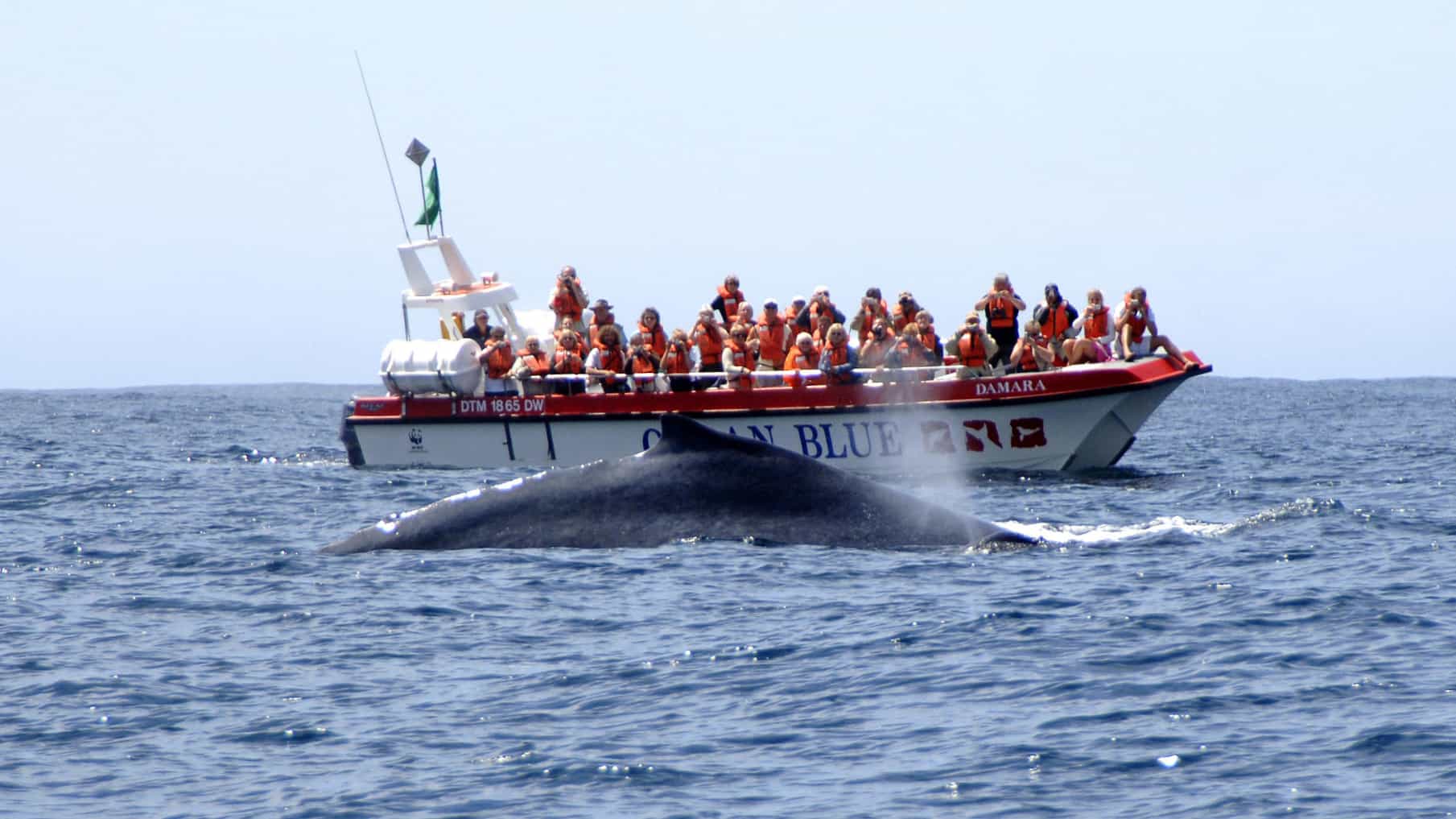 Ocean encounters eco boat cruise