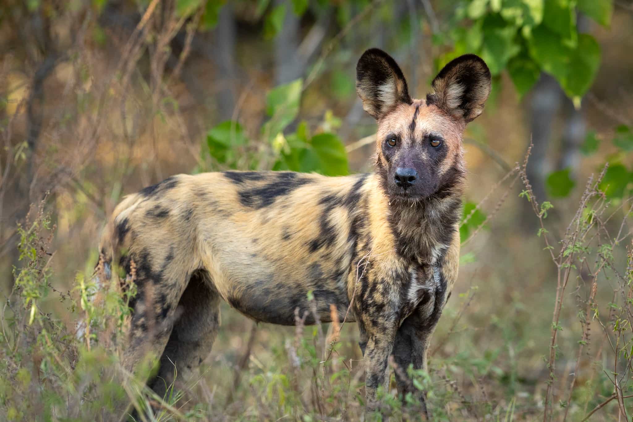 African wild dog in the bush in Botswana