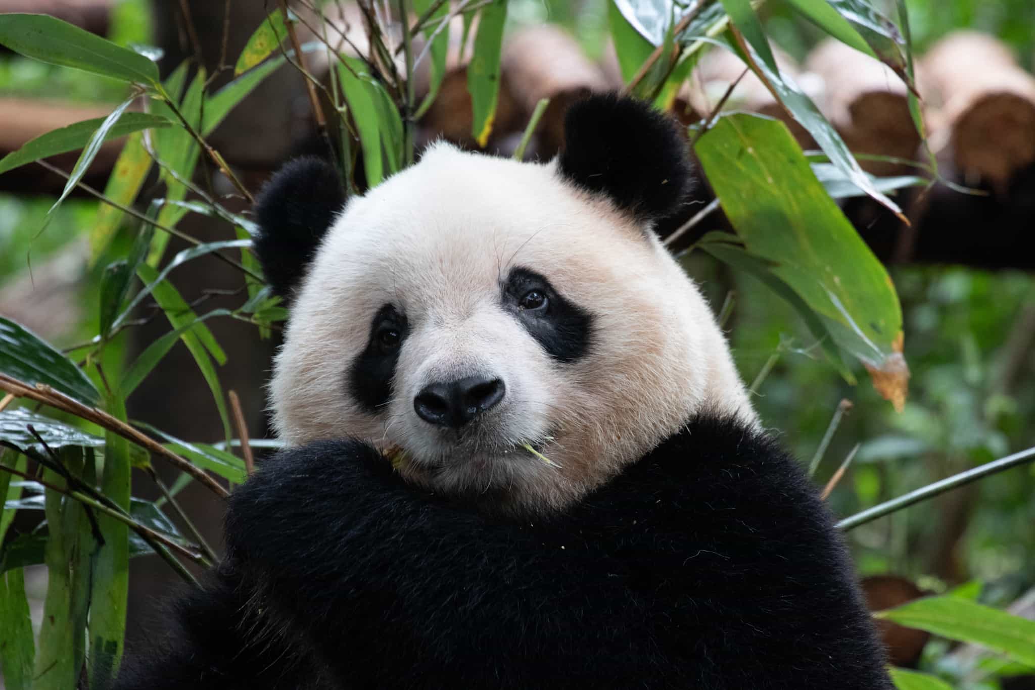 Panda in China. Photo: shutterstock 2559630969