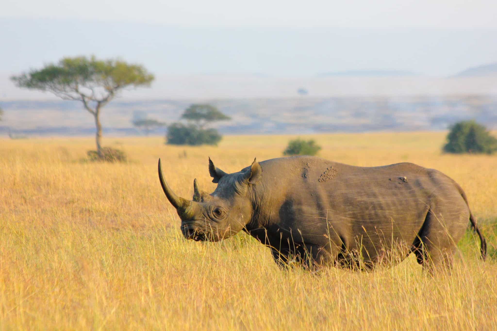 Rhino in Africa with acacia trees in the background.