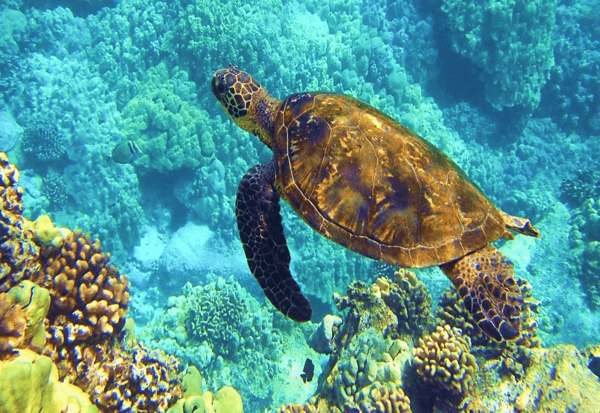 Turtle in the Daymaniyat Islands