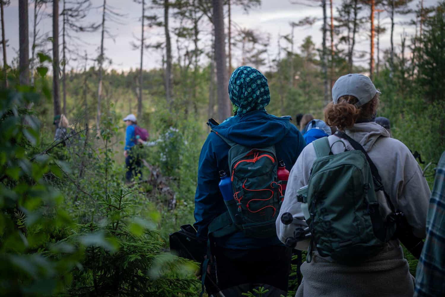People hiking in the Swedish forest.