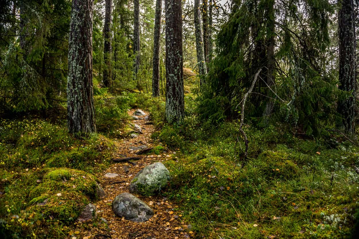 Forest in the Stockholm Archipelago Trail
