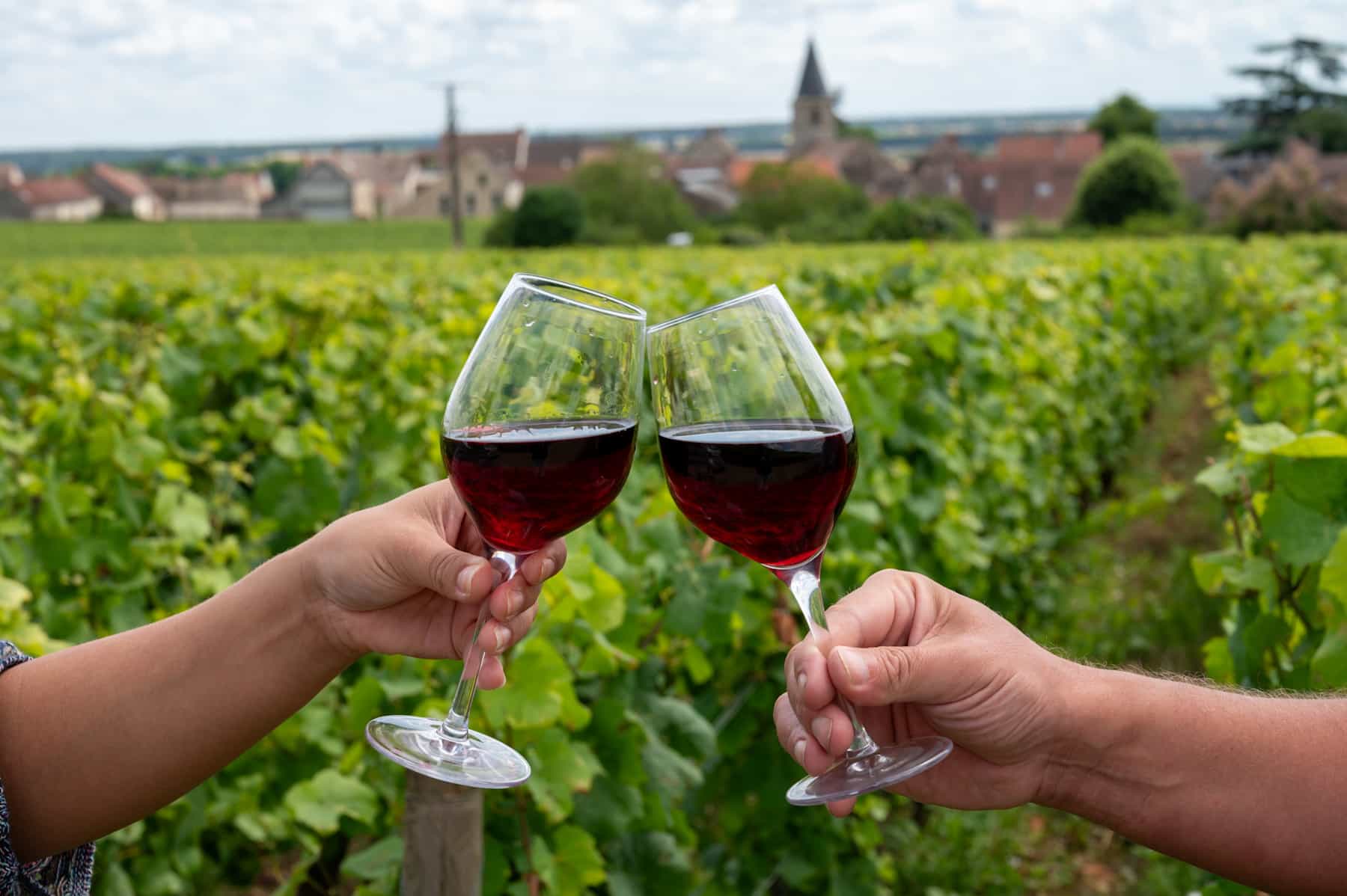 Drinking of red pinot noir wine on grand cru vineyards, Burgundy, France
