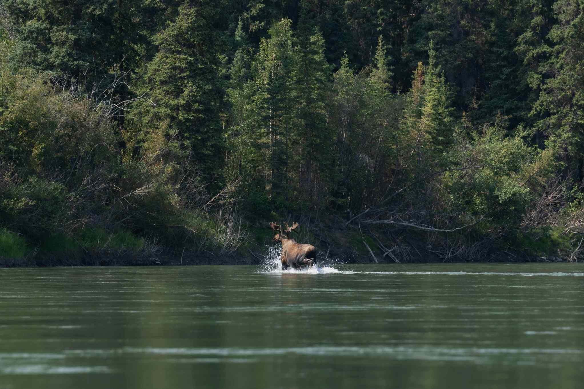 Moose in the Teslin River, Yukon, Canada. Photo: Host/Ruby Range Adventure