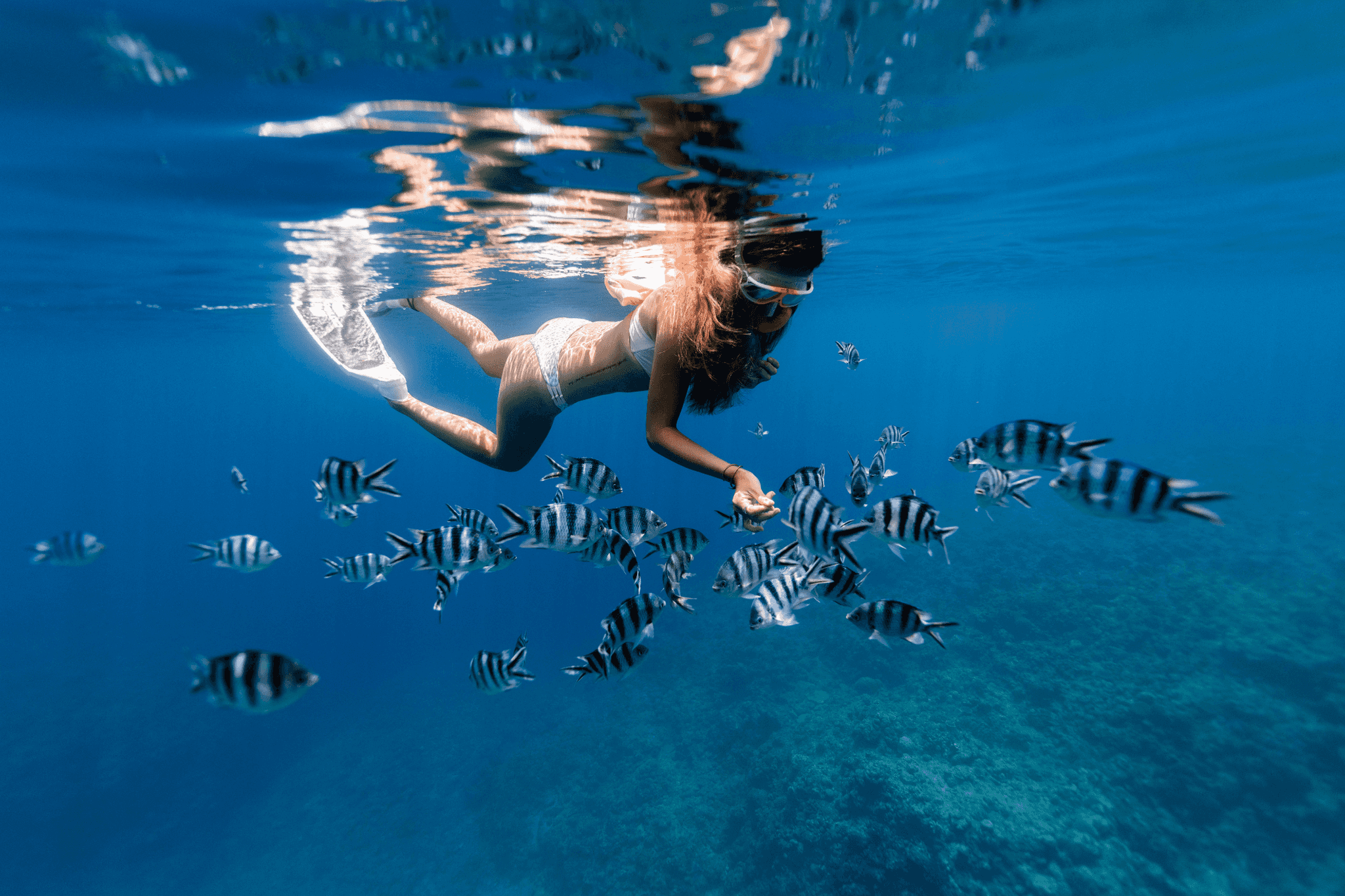 Snorkelling Red Sea Jordan
Canva