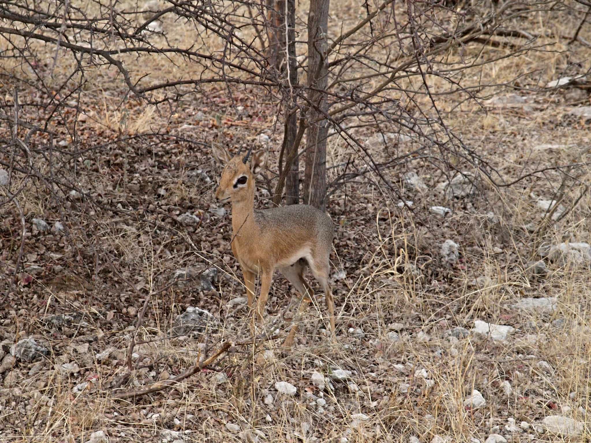 A tiny dik dik under a bush in Namibia.