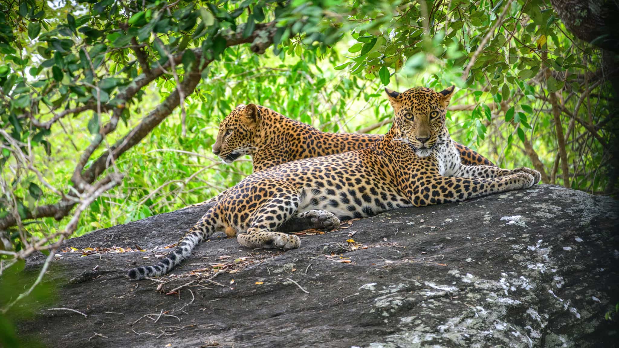 Leopard, Tanzania. Photo: shutterstock 2667876889
