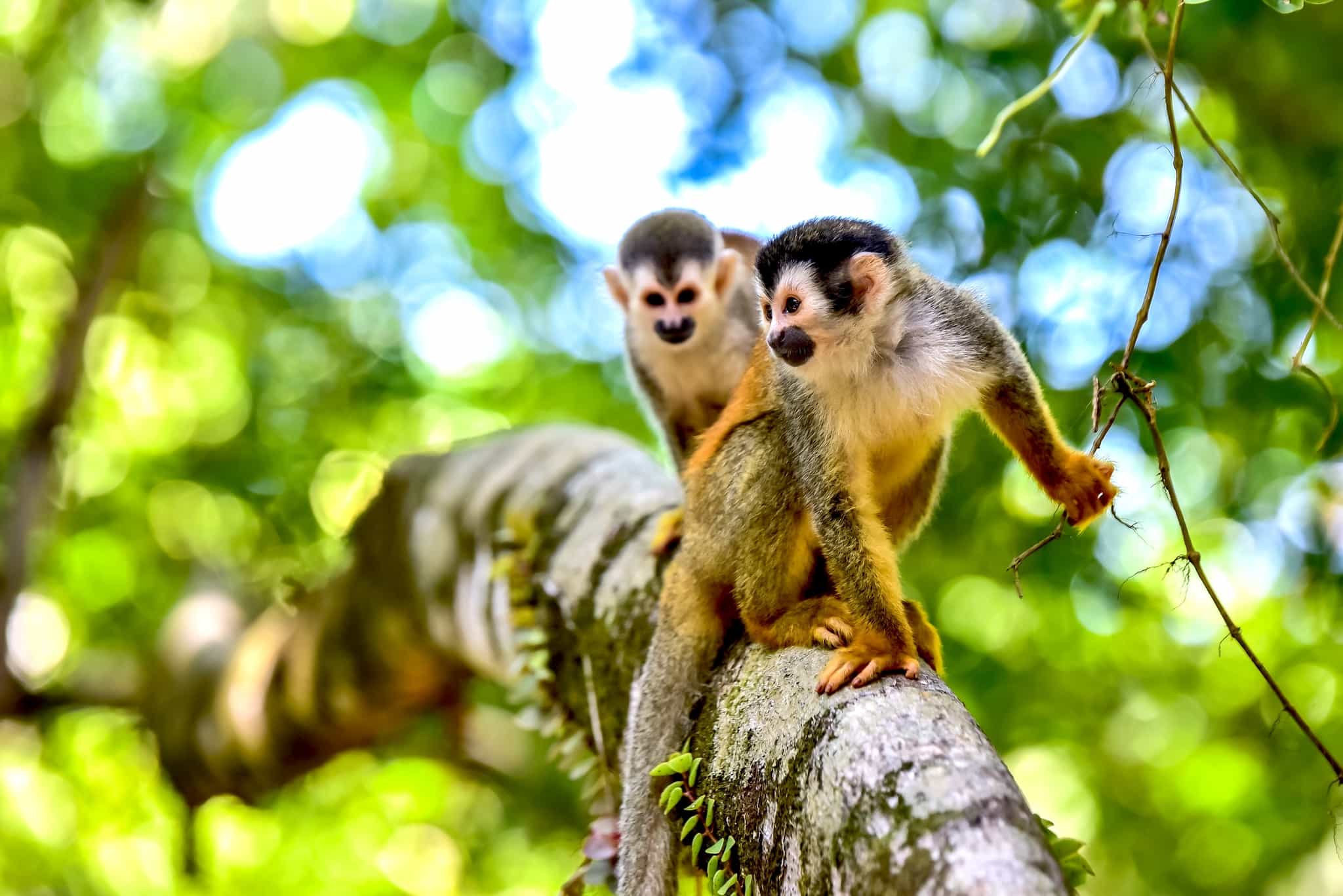 Squirrel Monkey on branch of tree in rainforest of Costa Rica