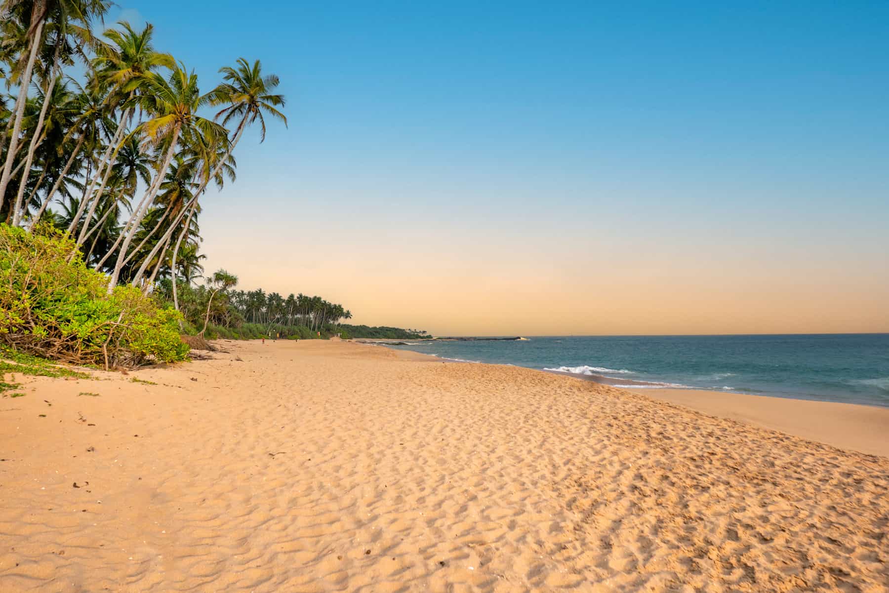Beach landscape in Negombo, Sri Lanka with empty sand beach and palm trees