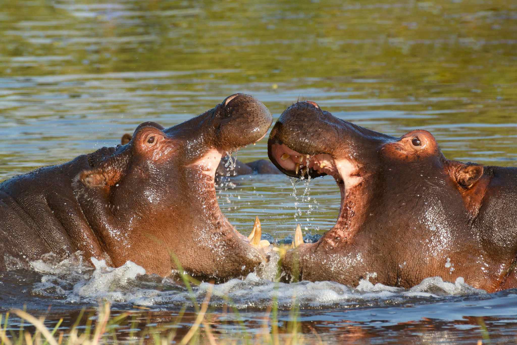 https://www.canva.com/photos/MAC1DHwzdrY-hippo-hippopotamus-okavango/
