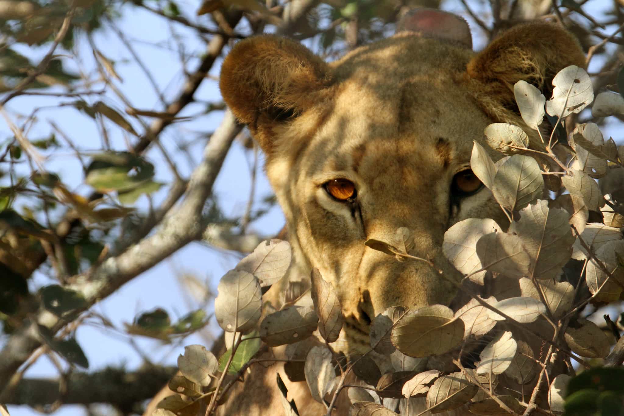 Lioness in Akagera National Park.