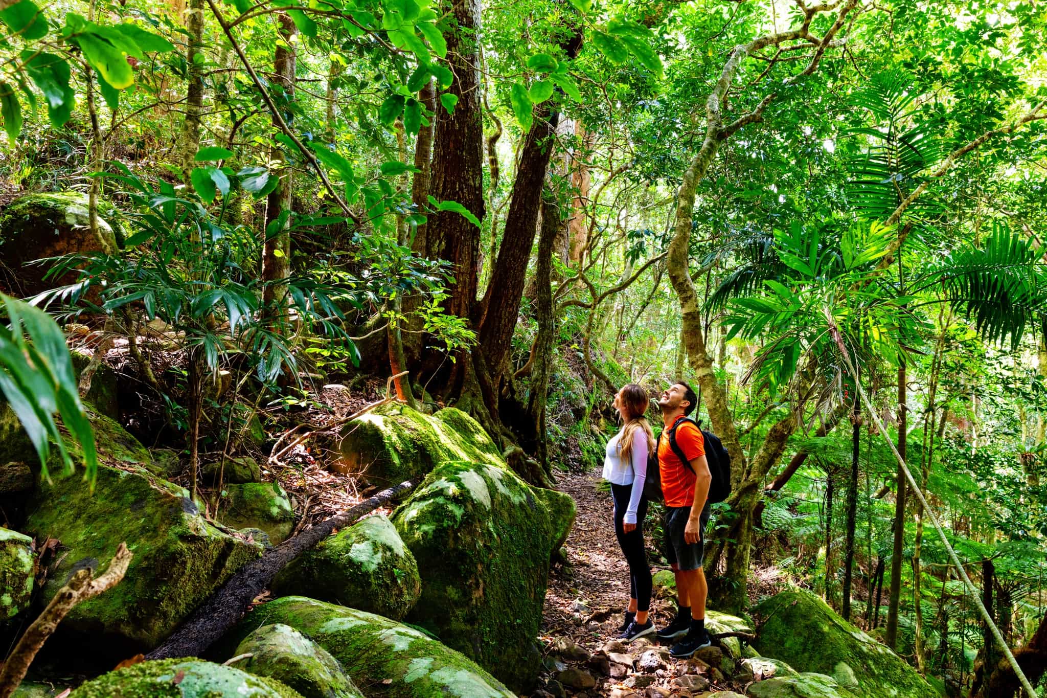 Hikers looking up to the forest canopy in Costa Rica.