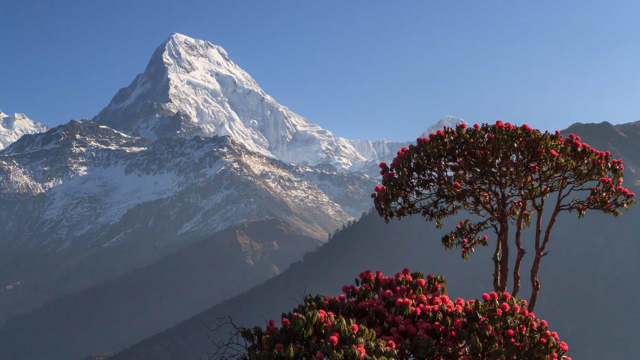 Annapurna South as seen from Poon Hill, Nepal. Photo: Wikimedia Commons/Santosh R. Pathak