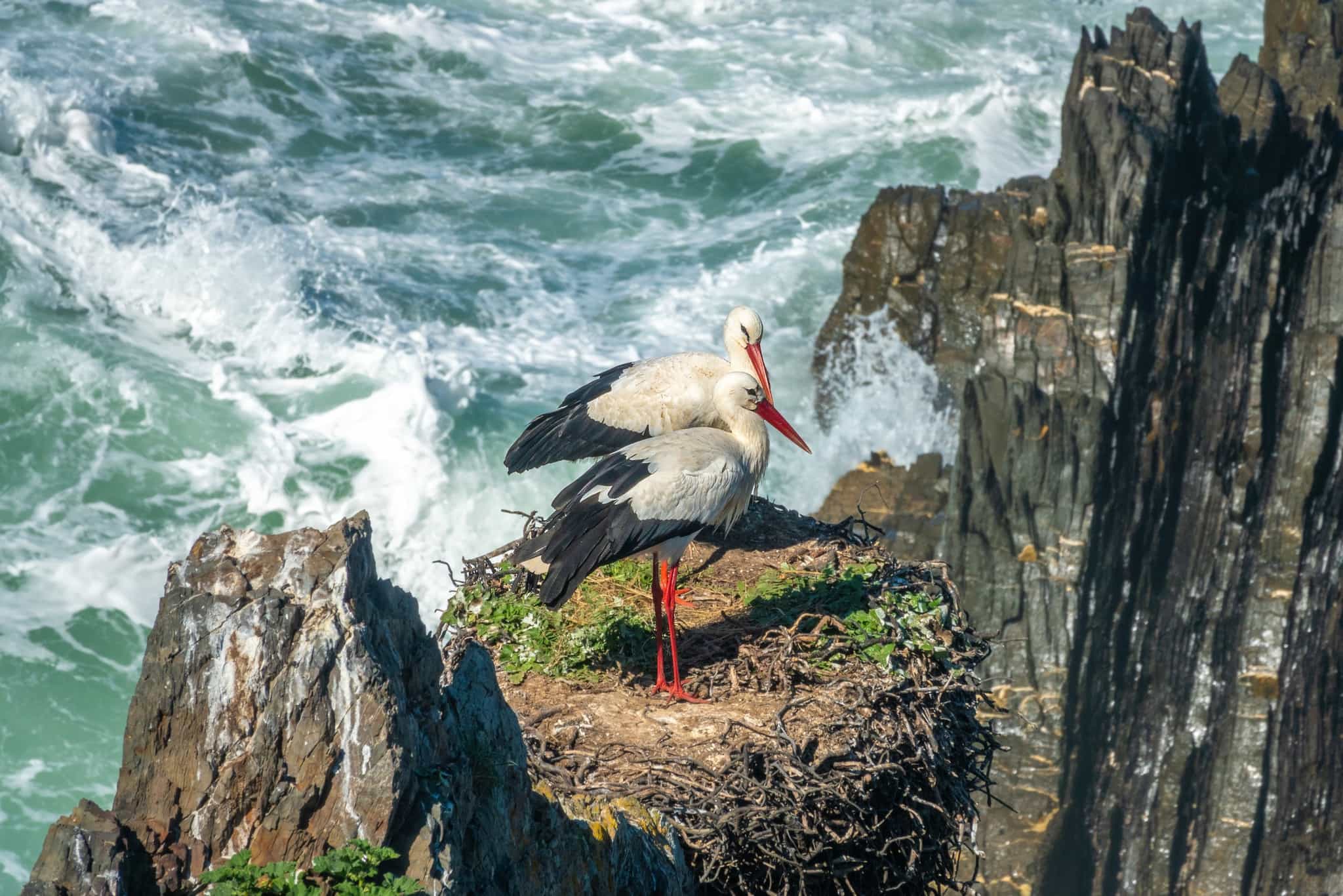 Storkes in their nests along Portugal's coastal trails.