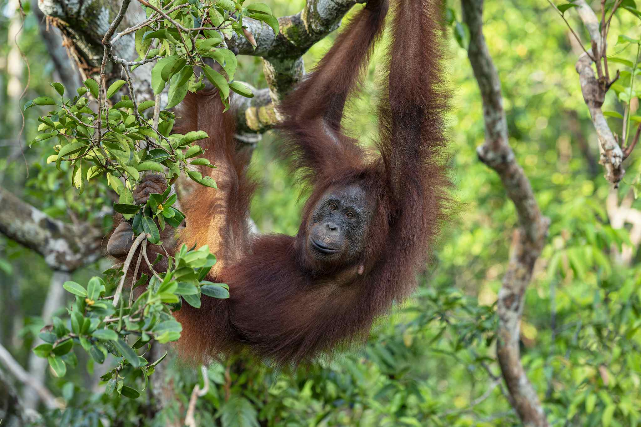 Orangutang, Borneo