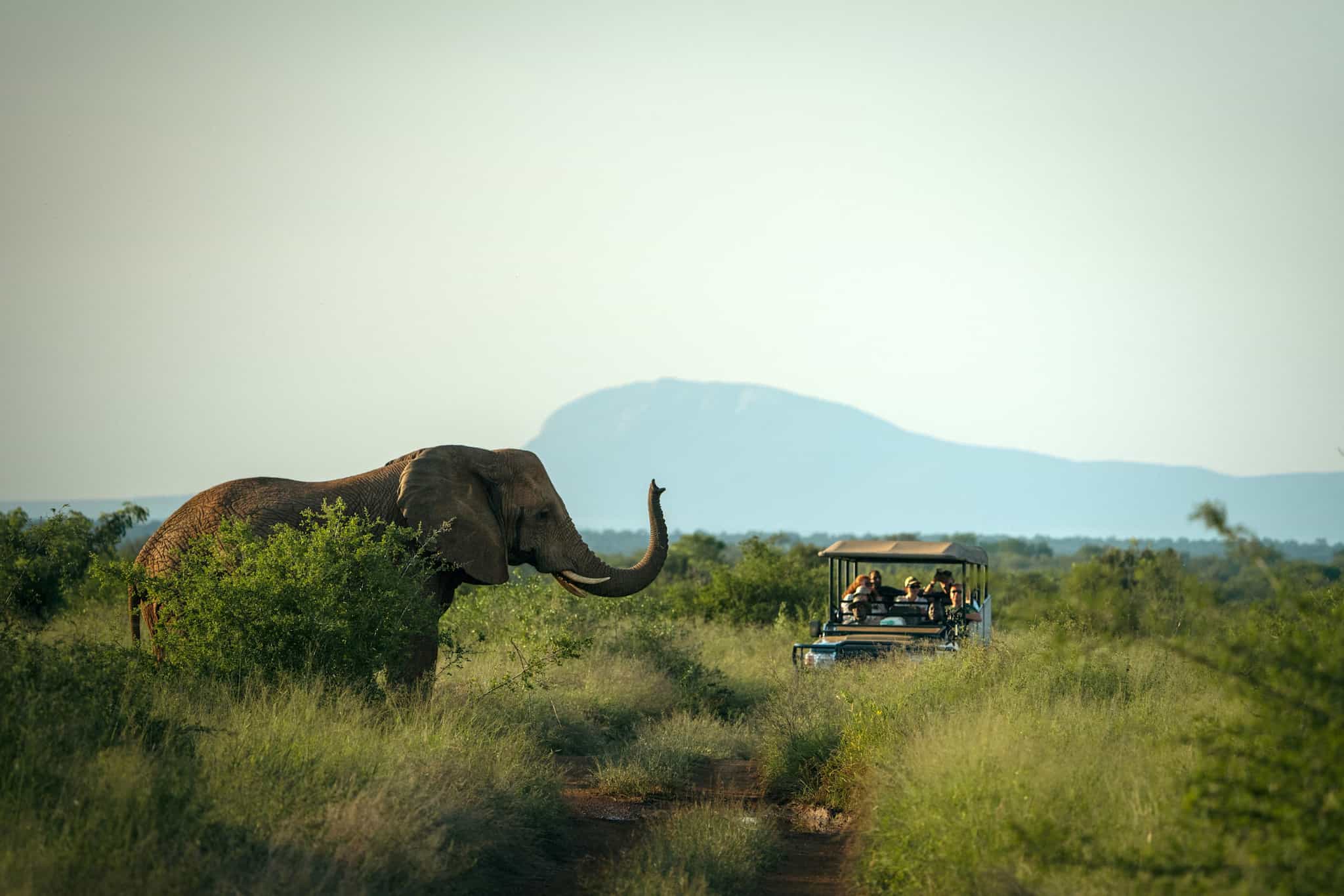 Game drive in Hlane Royal National Park, Eswatini.