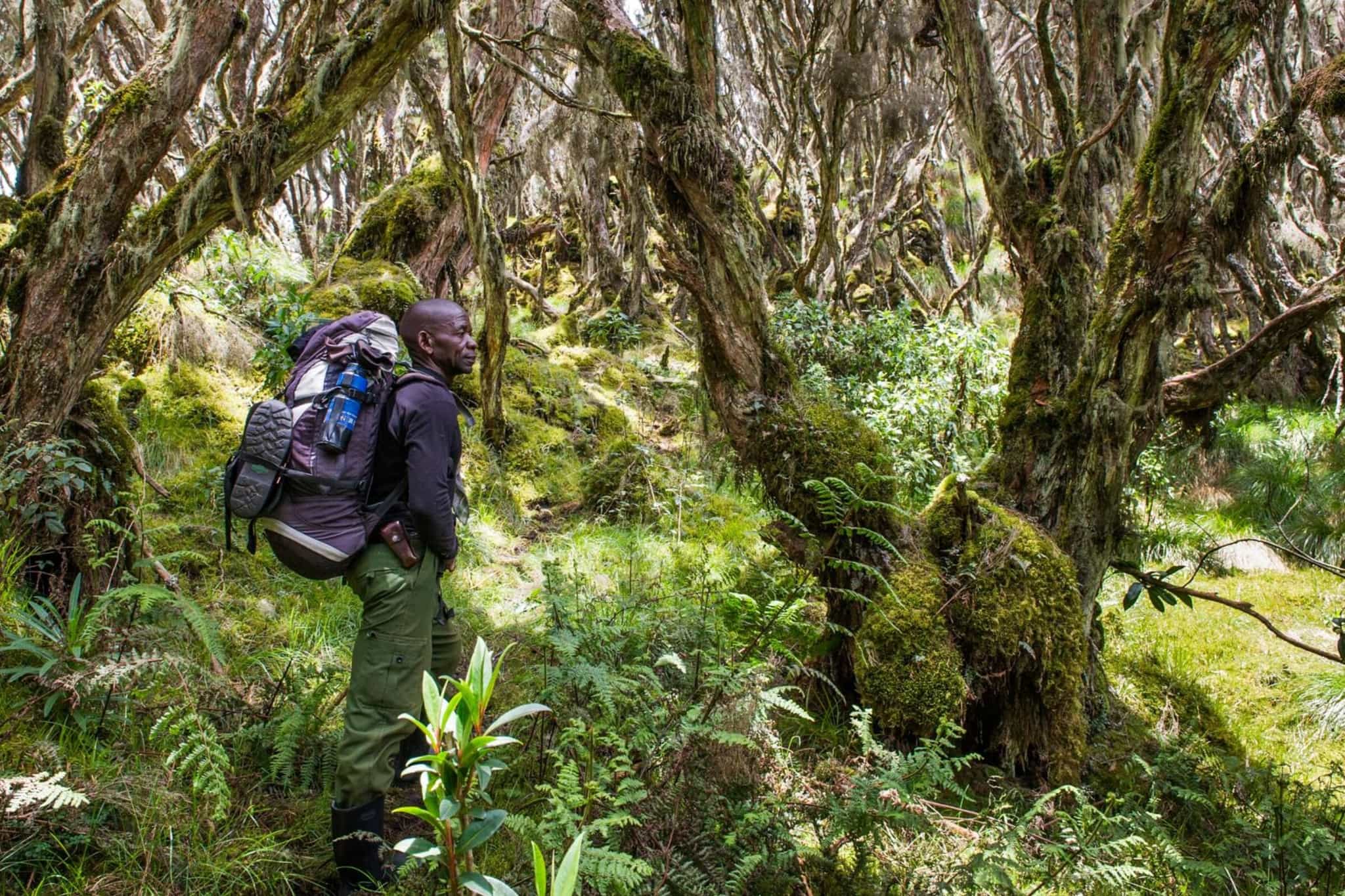 Rwenzori expedition, Uganda
Host image - Mbogo Africa Safaris