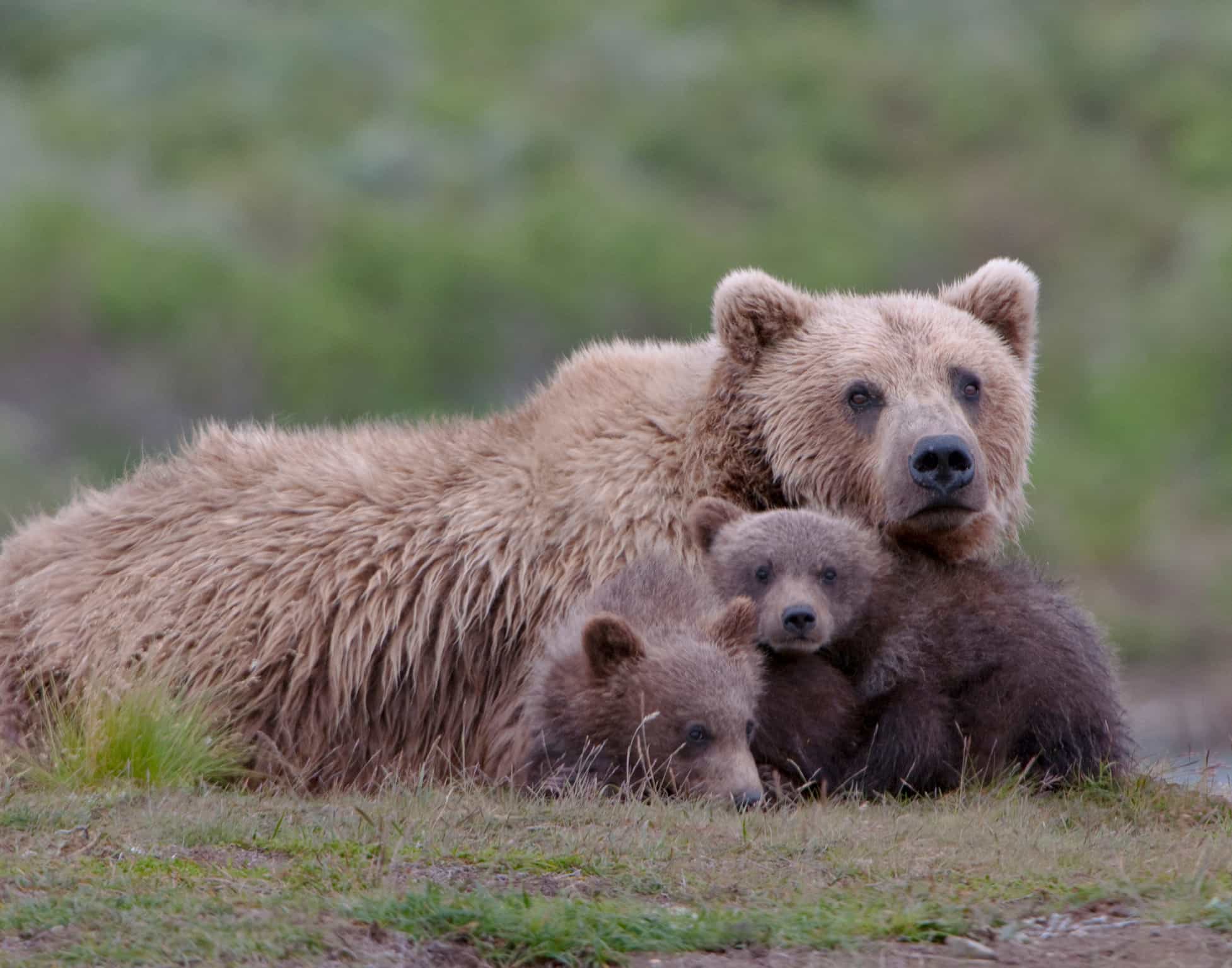 Bears, Denali, Alaska
Getty: 177407325