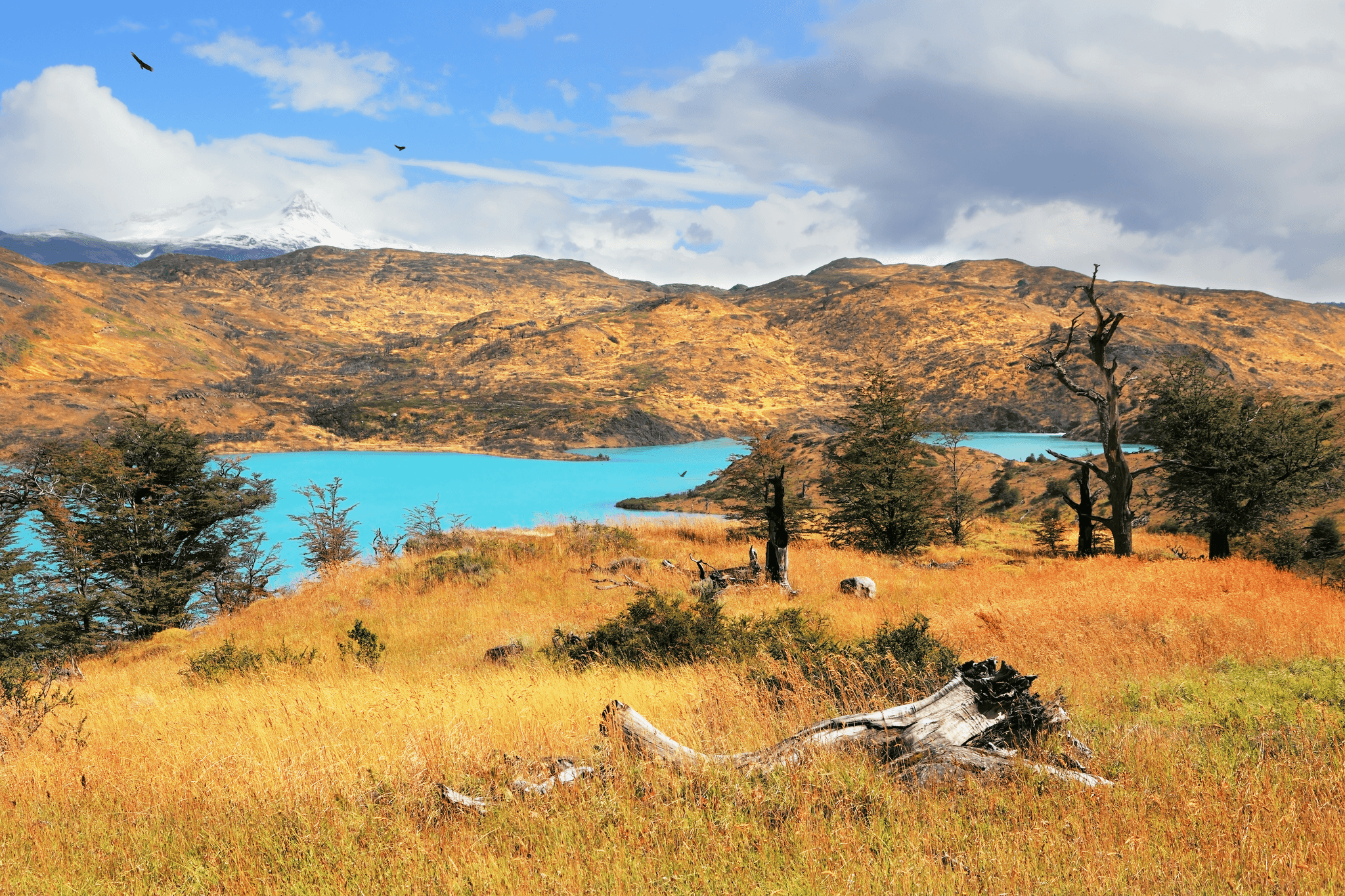 Rio Serrano, Torres del Paine, Chile, Canva