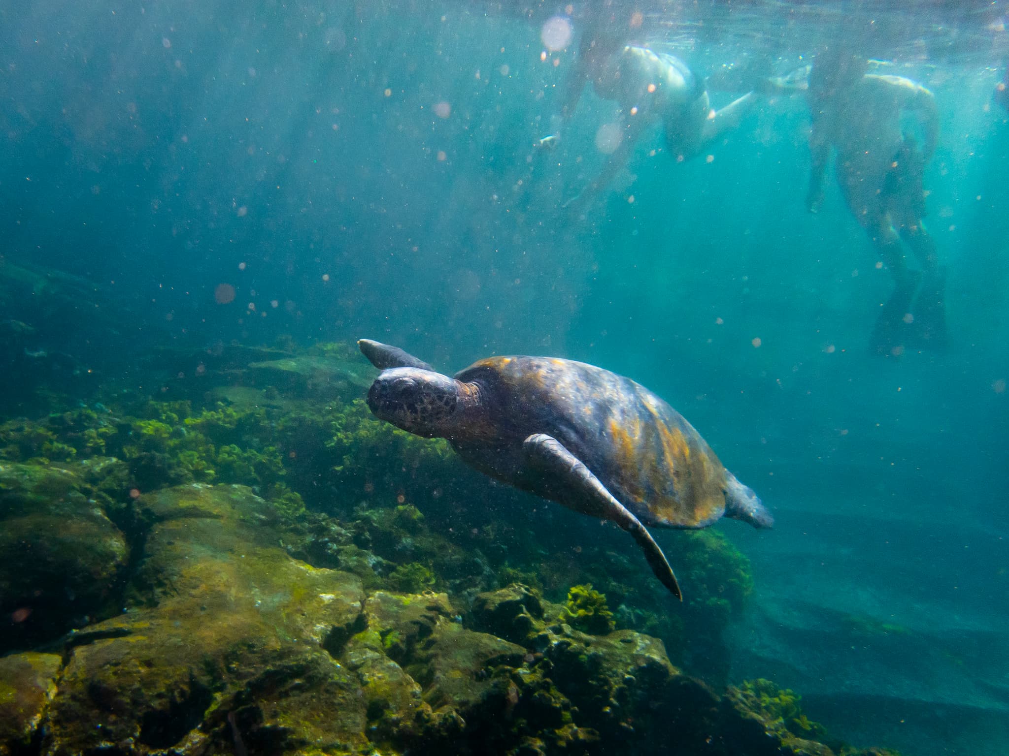 Marine turtle underwater in Galapagos Islands, Ecuador. Photo: GettyImages-1283565779