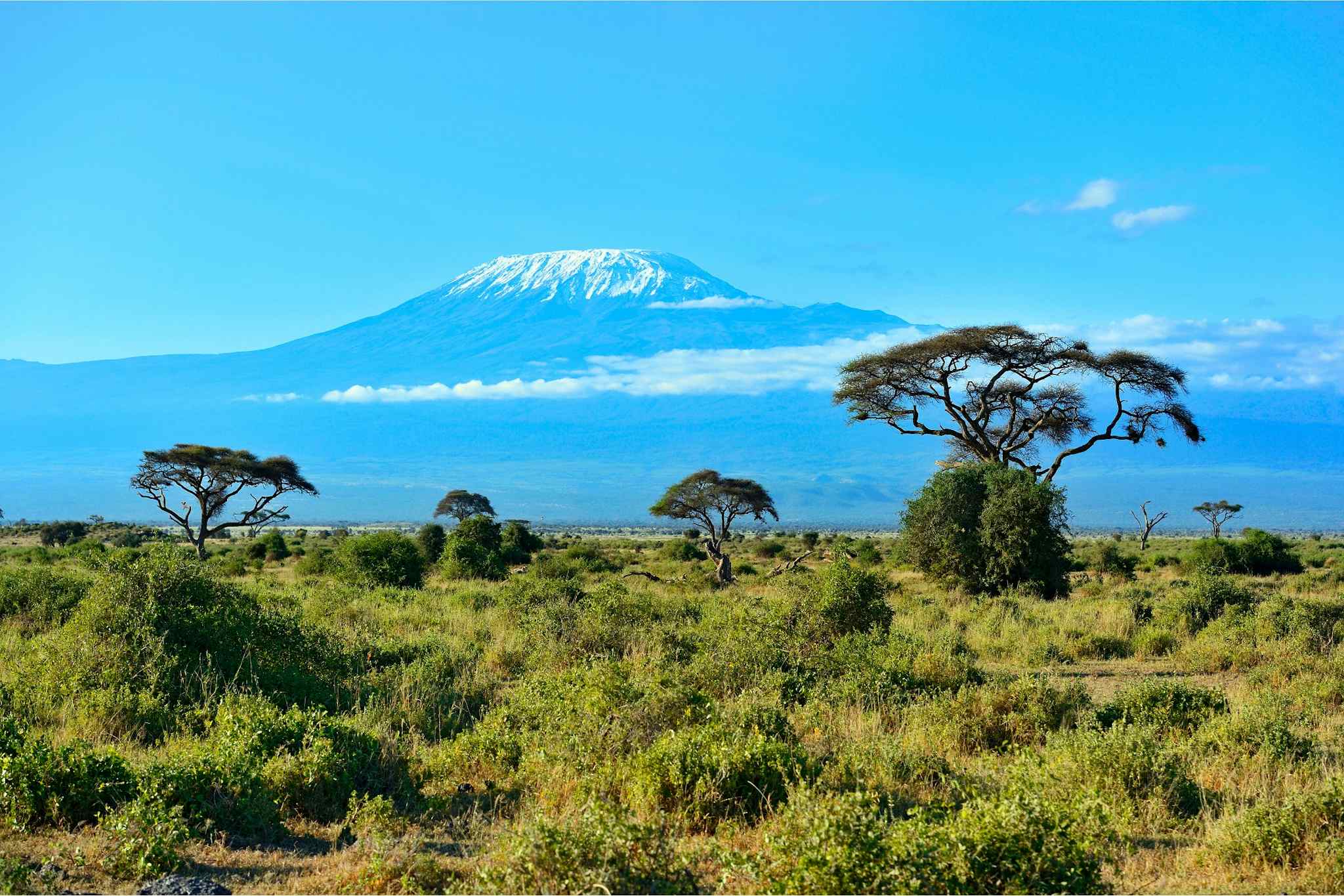 Green plains with acacia trees in Tanzania, with Mount Kilimanjaro in the background