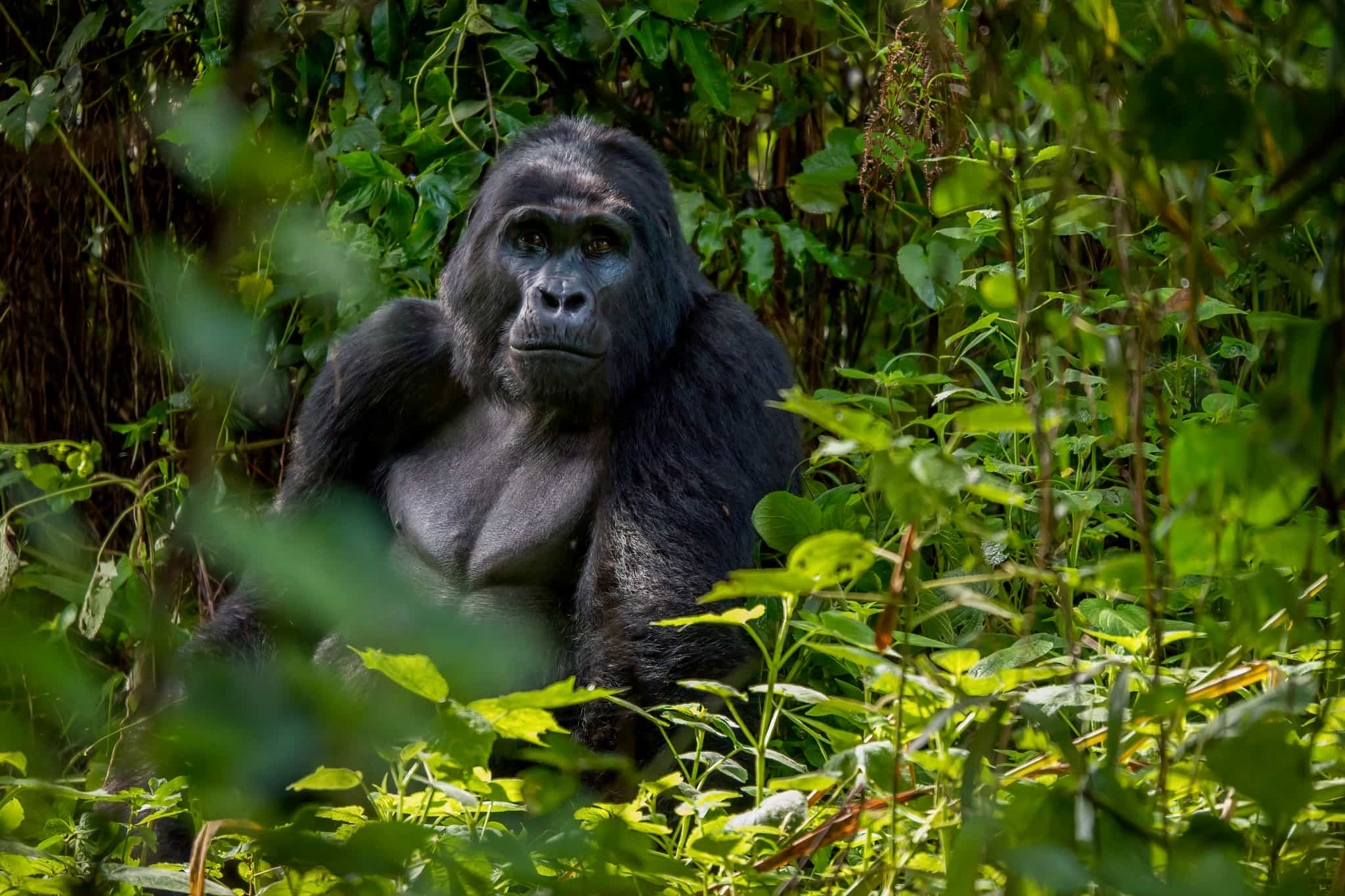 Gorilla, Uganda Bwindi forest
Getty: 1323786307