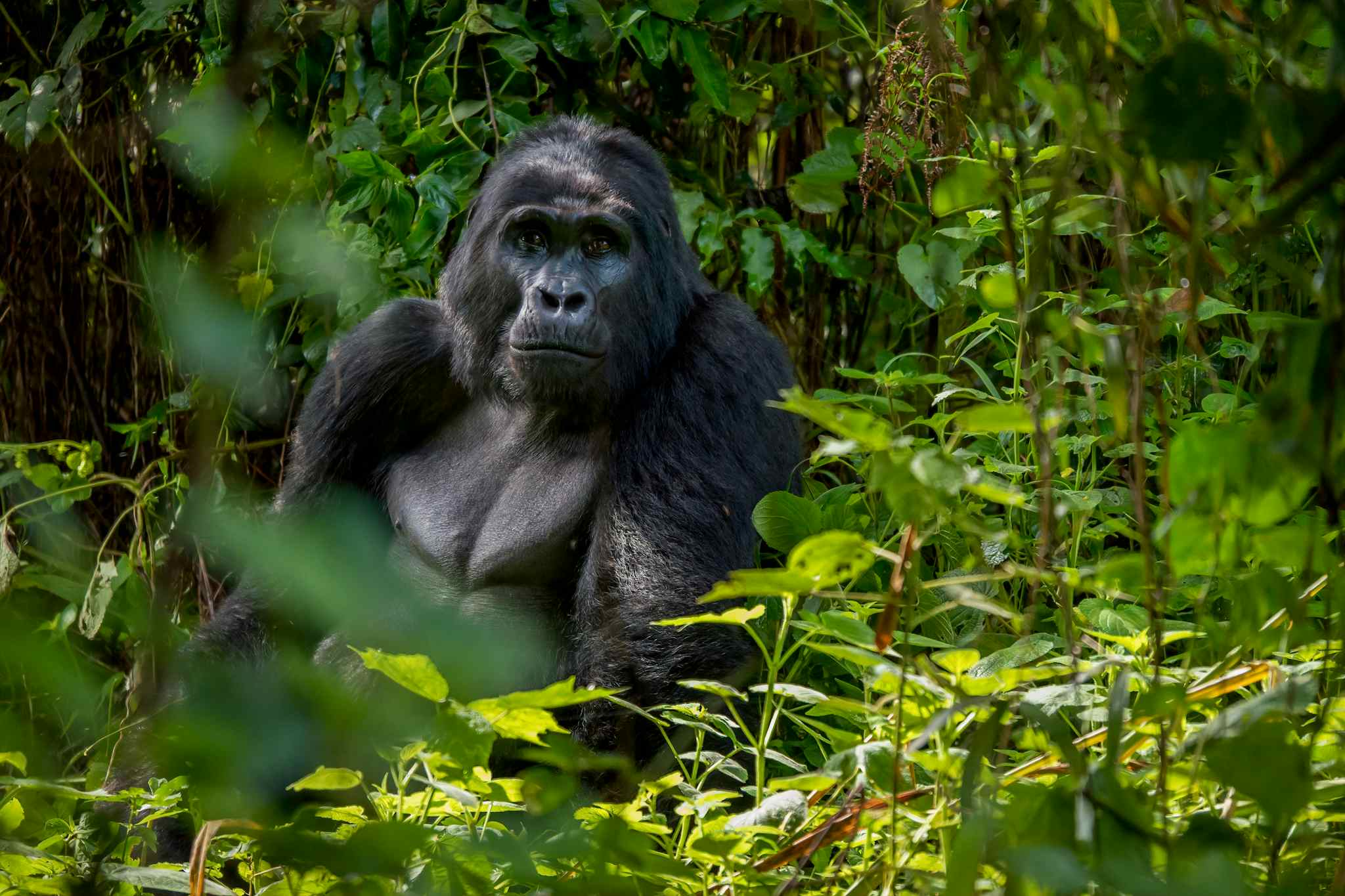 Gorilla, Uganda Bwindi forest
Getty: 1323786307