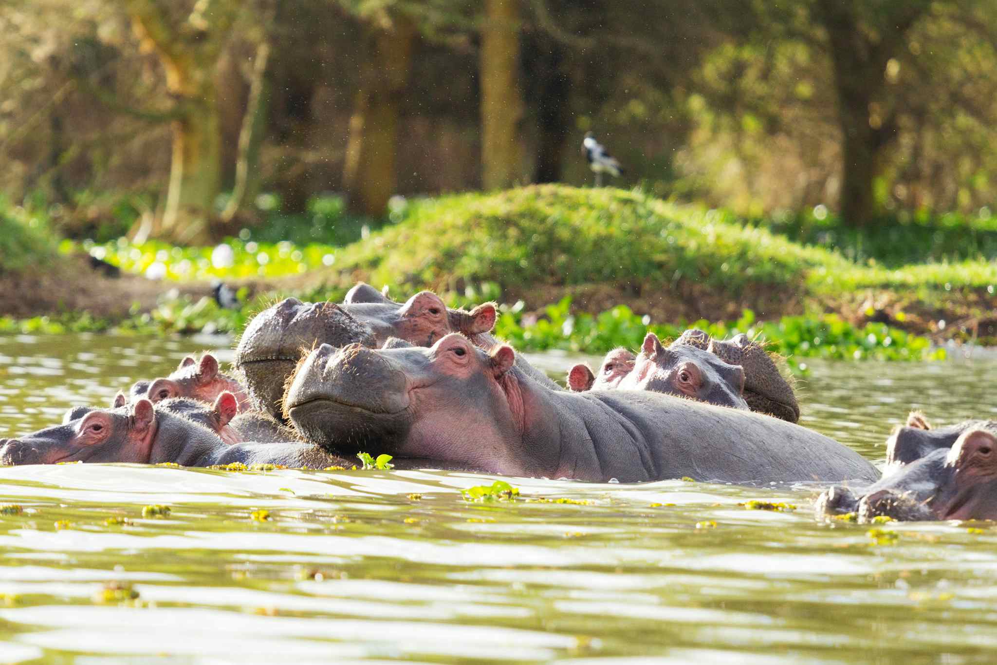 Hippopotamus showing over the waters of Lake Naivasha
Getty #171067582