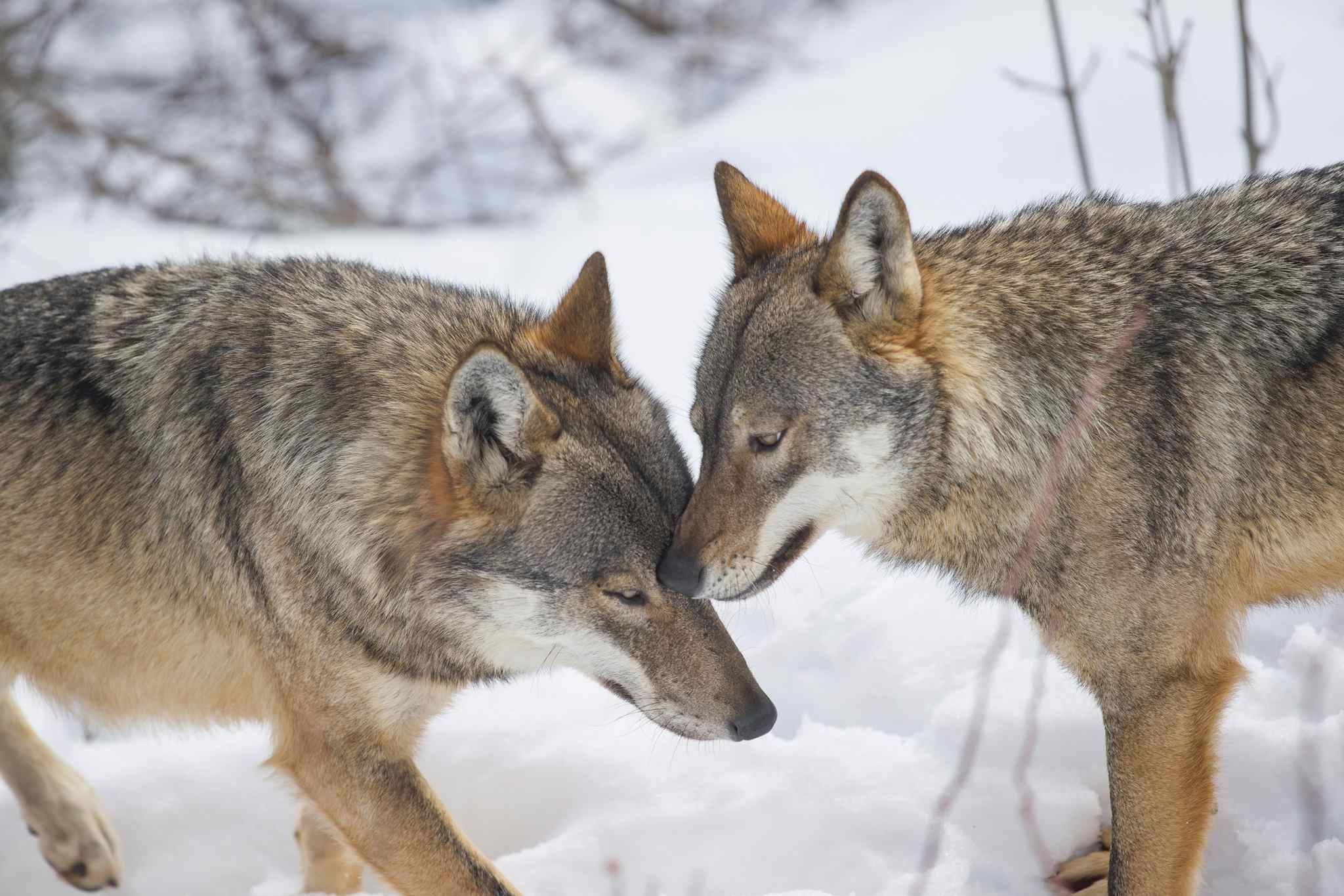 Wolves in the Abruzzo Mountains. Photo: GettyImages-961885990