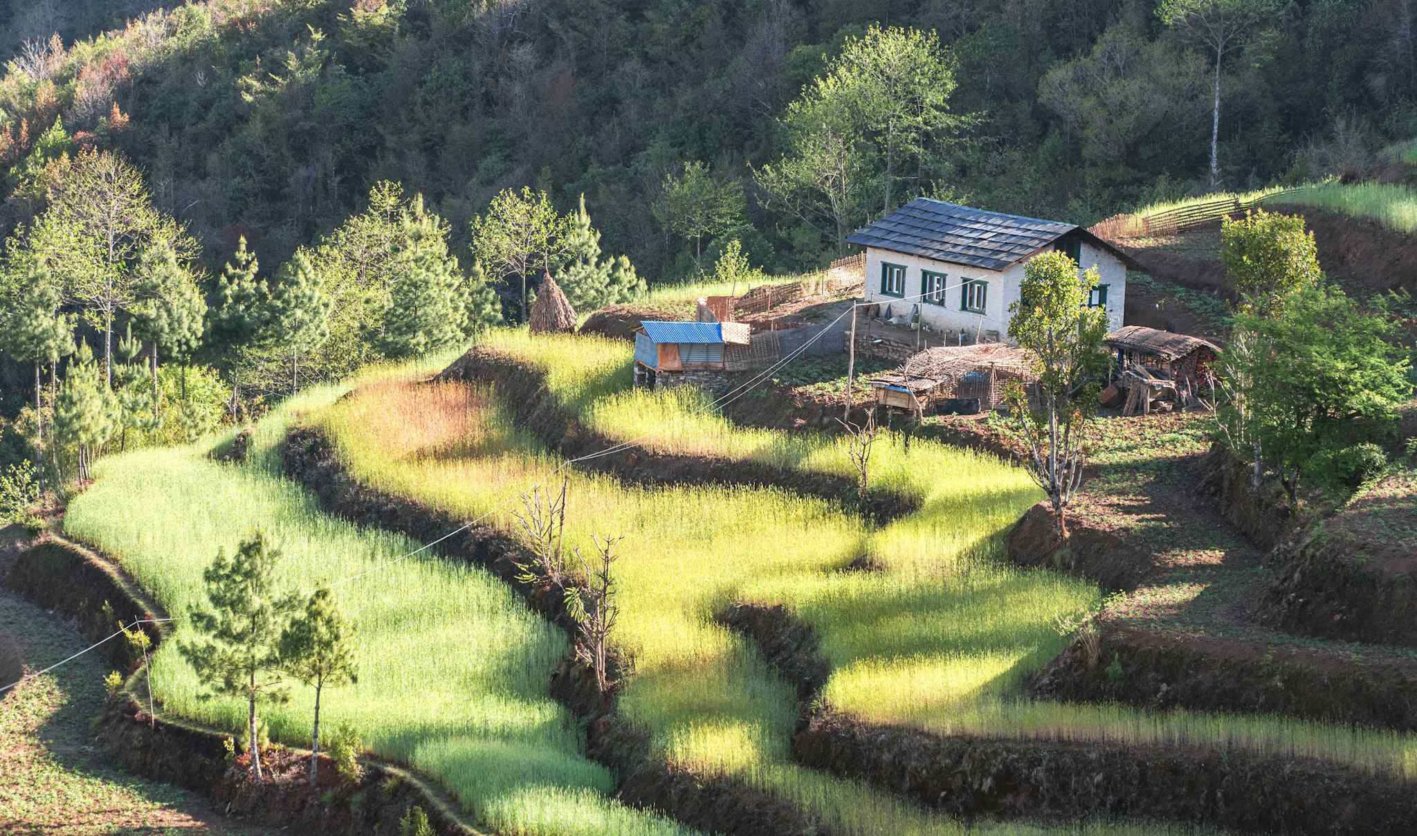 Agricultural terraces in the Himalayas, Nepal. Photo: GettyImages-1198176567