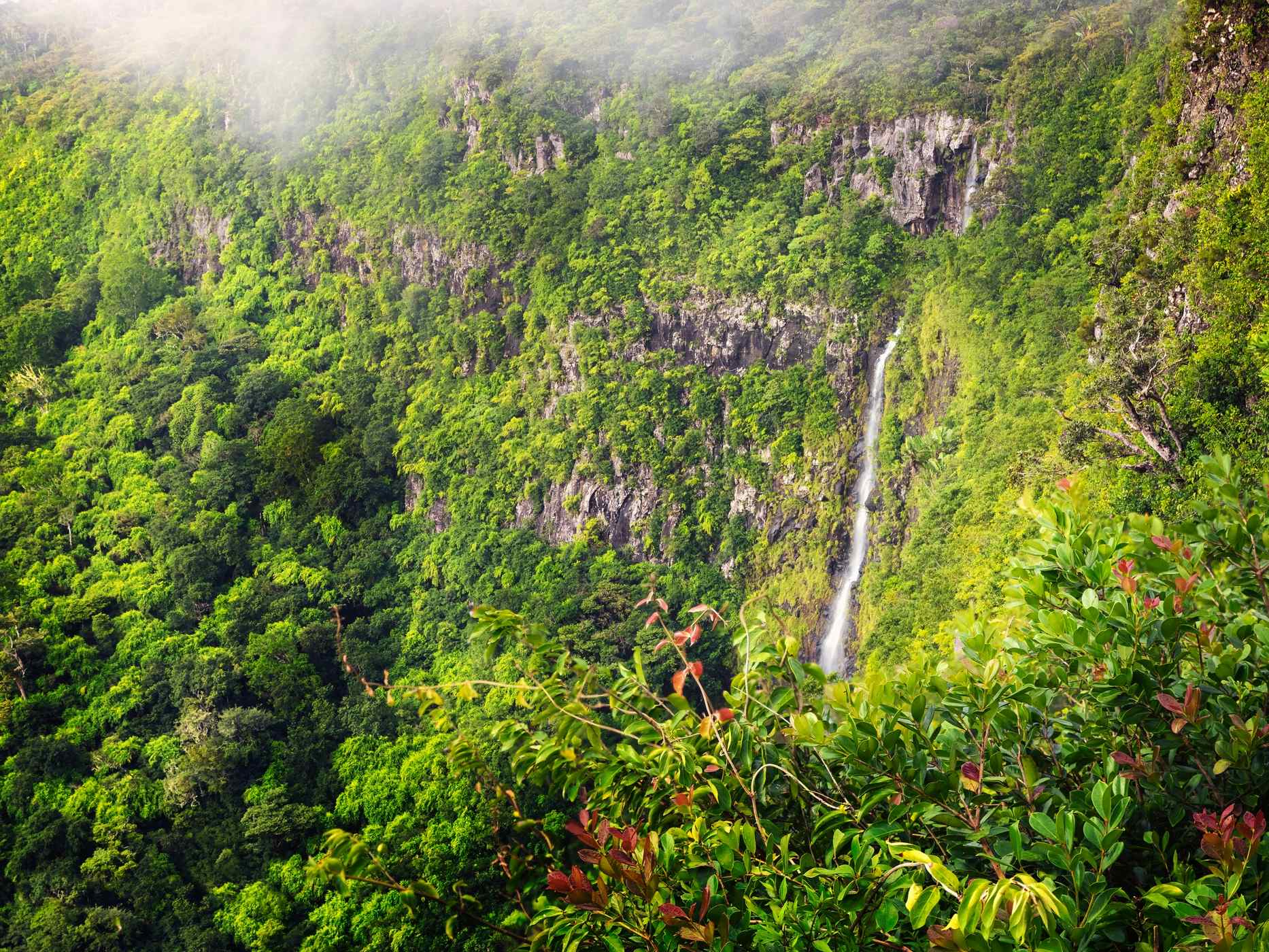 Rainforest view, Black River Gorges National Park, Mauritius. Photo: GettyImages-846362764