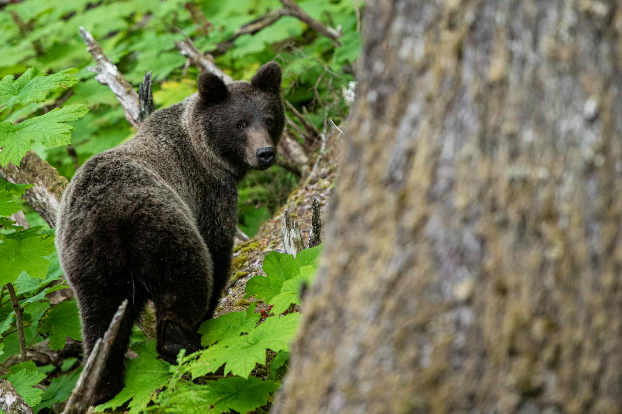 Black bear, Yukon, Canada
Host image: Ruby Range Adventures
