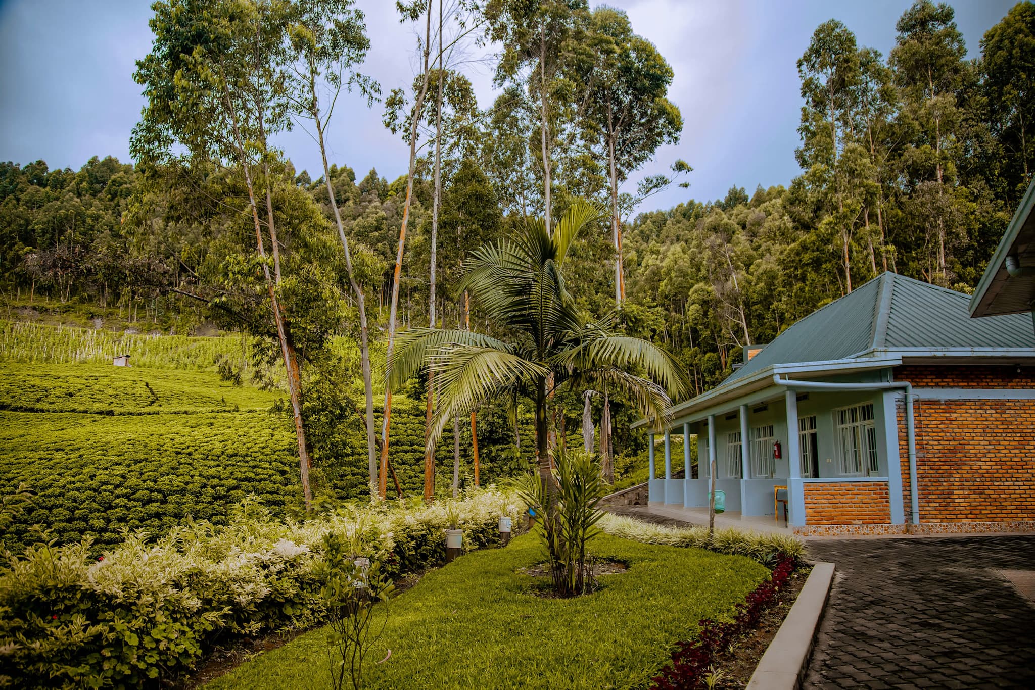 Lush setting of Ken Barham Guesthouse, Nyungwe Forest.