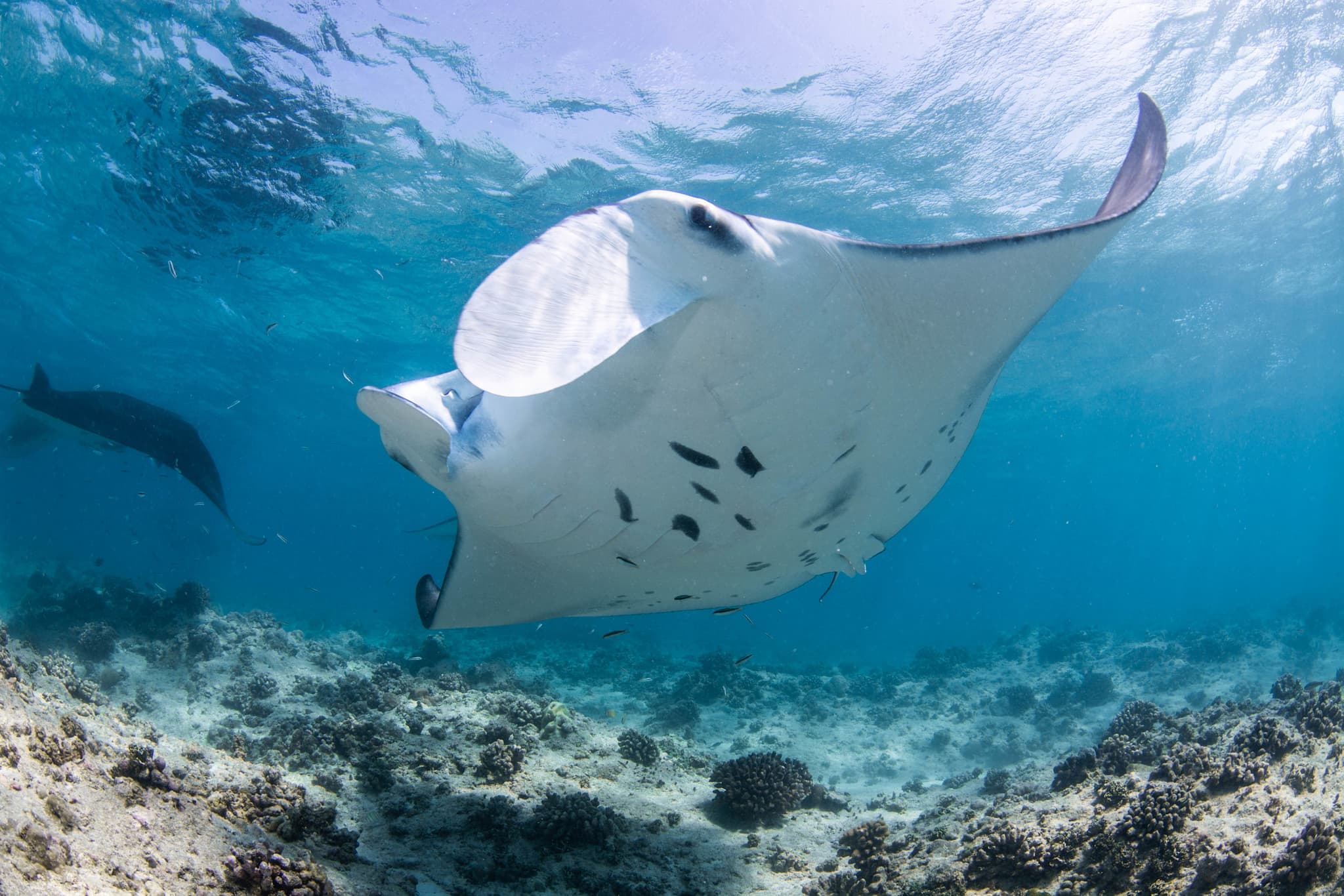 Marine Wildlife Adventure in the Maldives