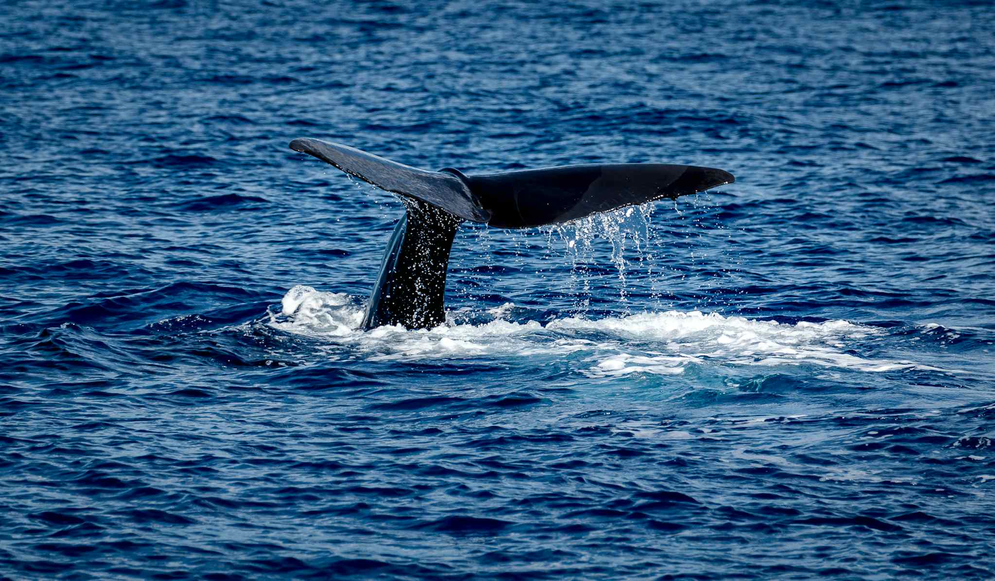 Sperm Whale, Dominica. Unsplash/Ray Harrington