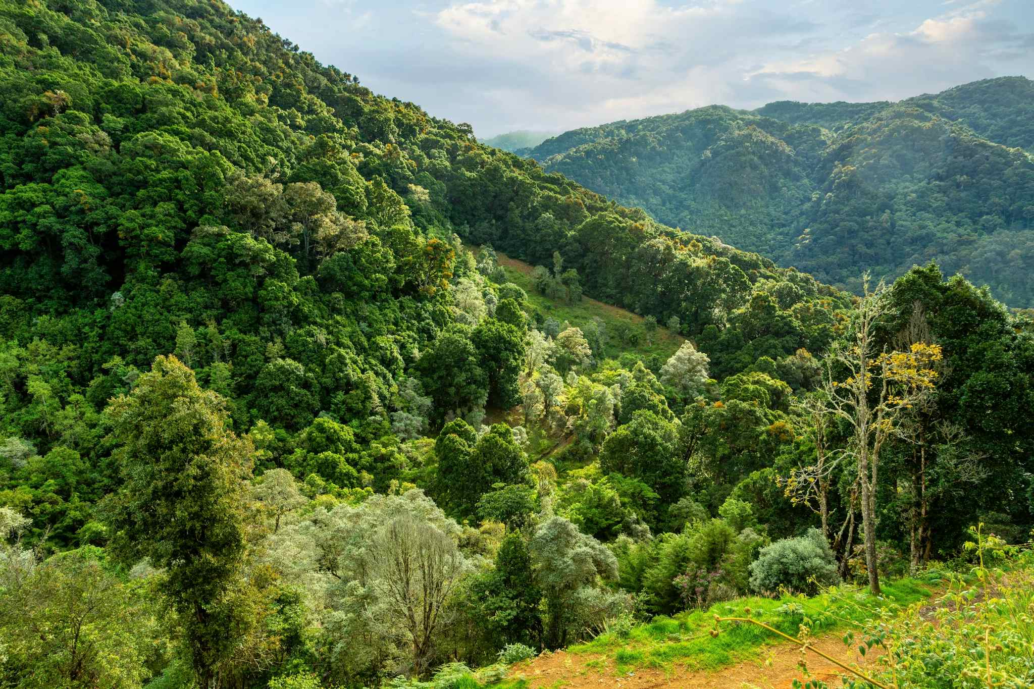 Green, forest hills in San Gerardo de Dota, Costa Rica.