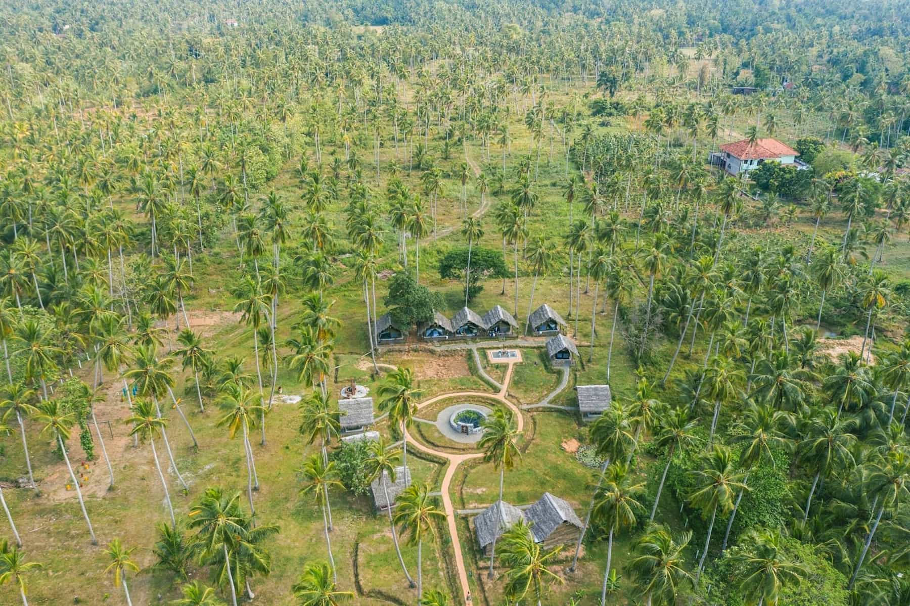 Drone view of CoCo garden cabins surrounded by palms, Sri lanka