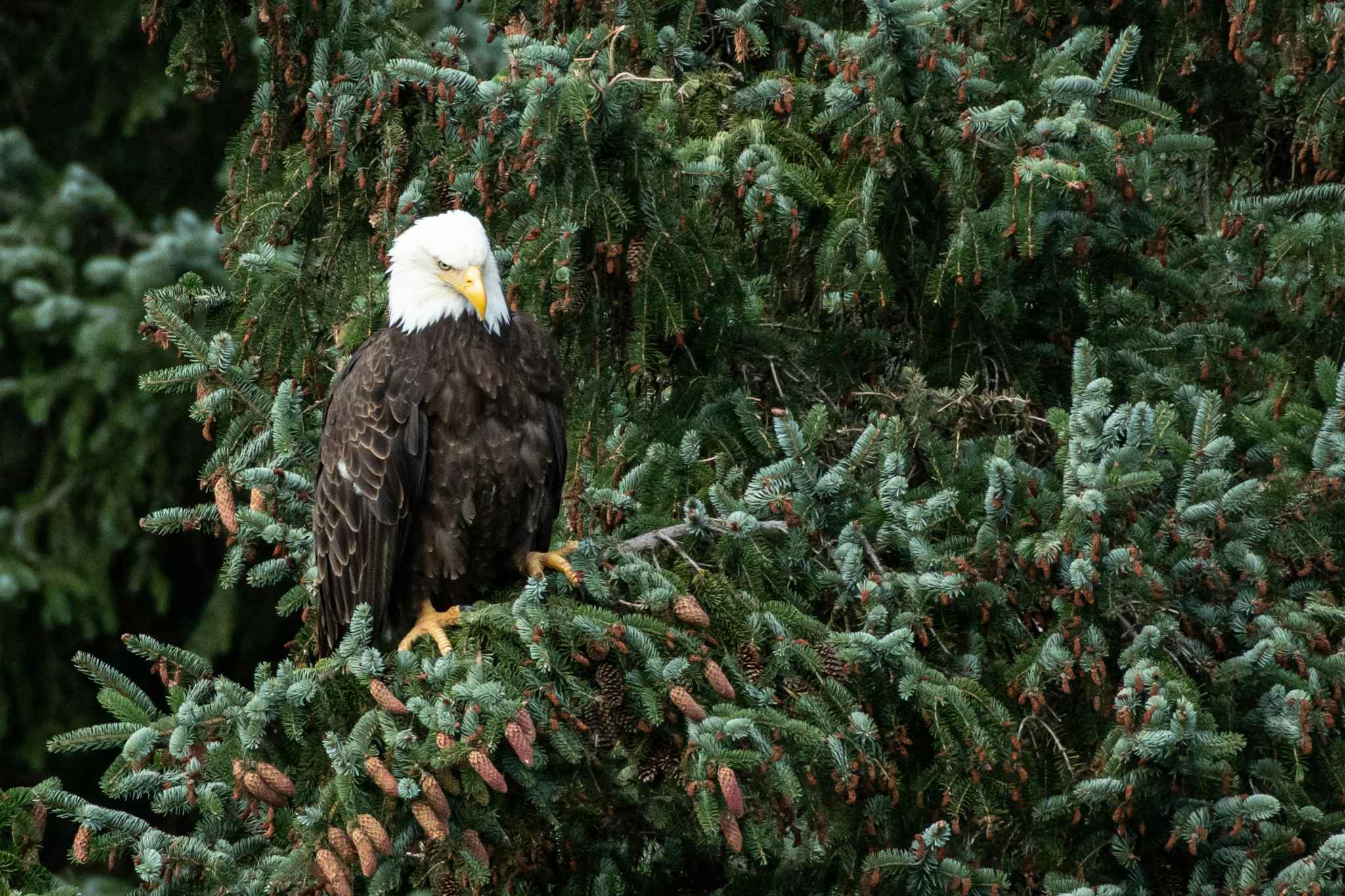 Golden Eagle, Yukon, Canada
Host Image: Ruby Range Adventures