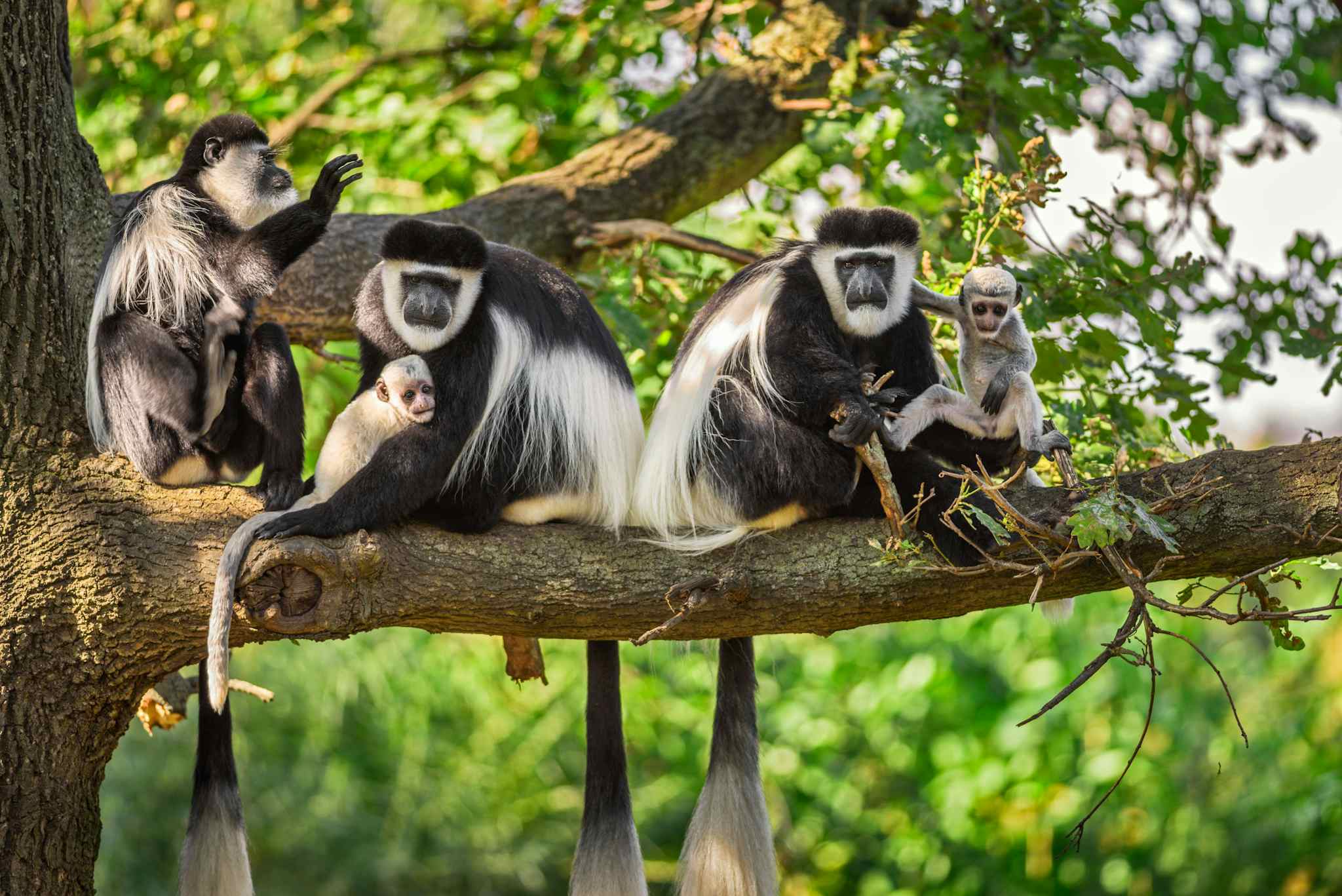 A family of black and white Colobus monkeys sitting on the branch of a tree in the forest.