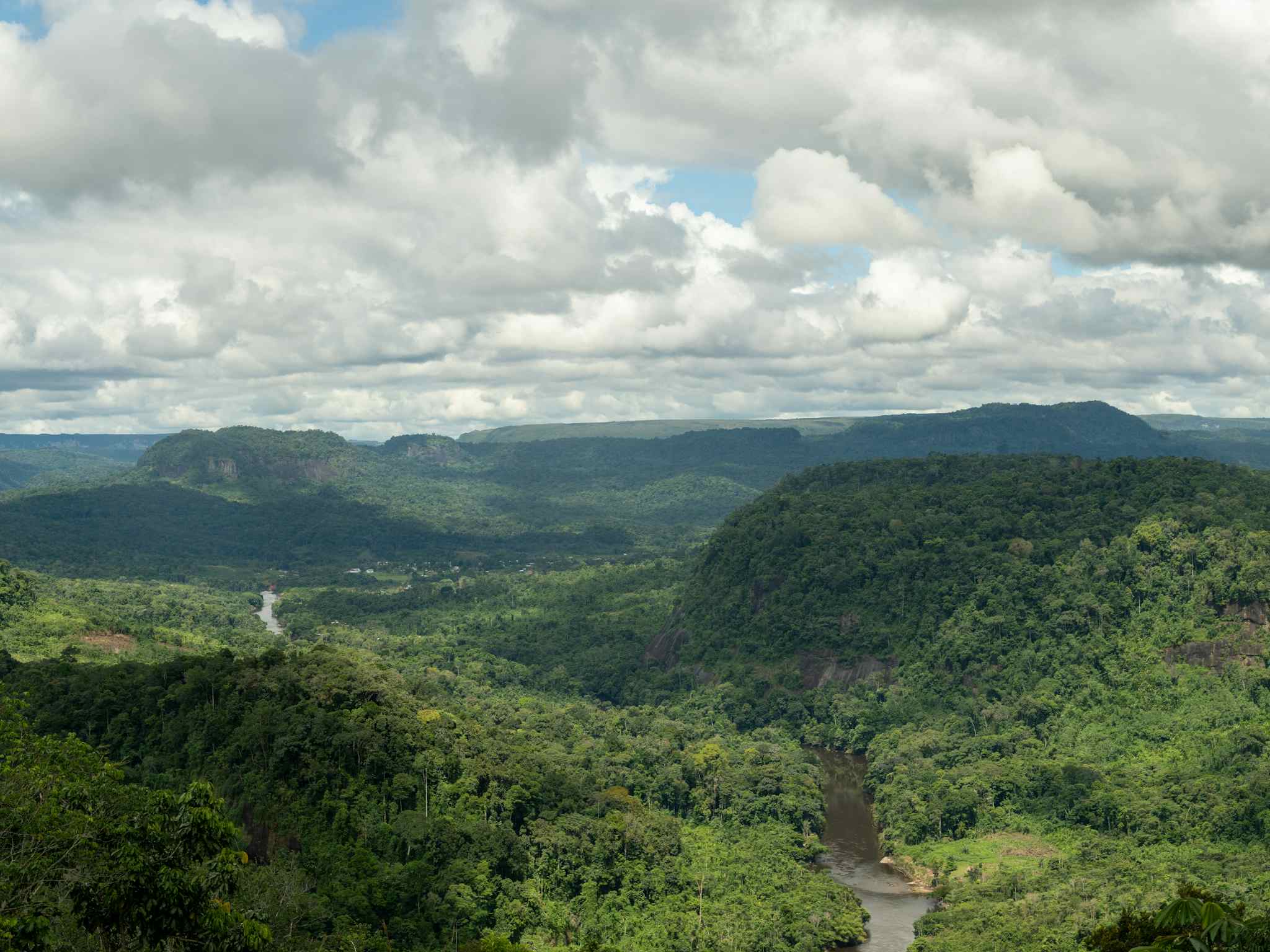 Rainforest, Guyana, Gwil Pugh