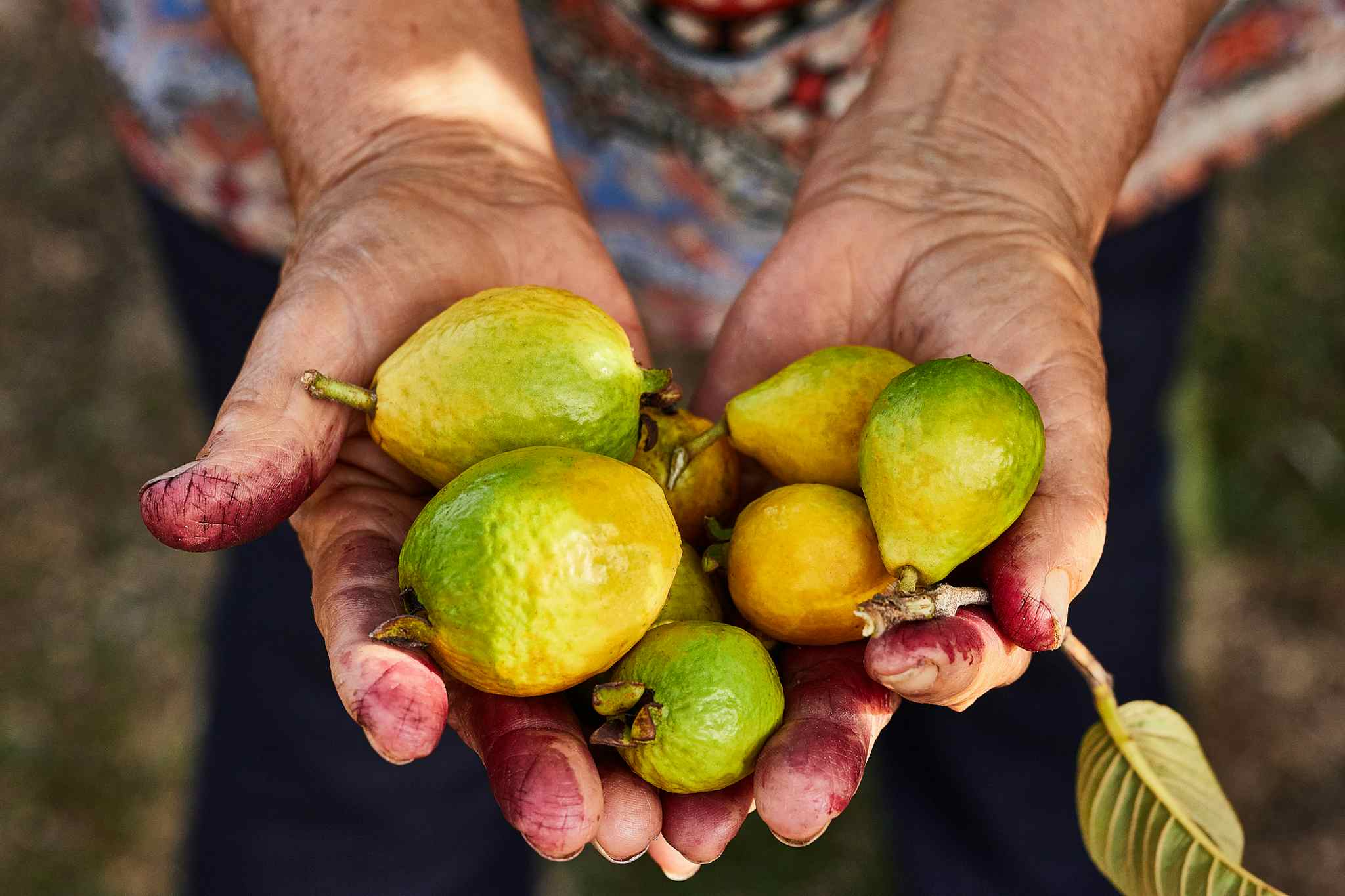 Farmer holding fruits in their hands, Costa Rica